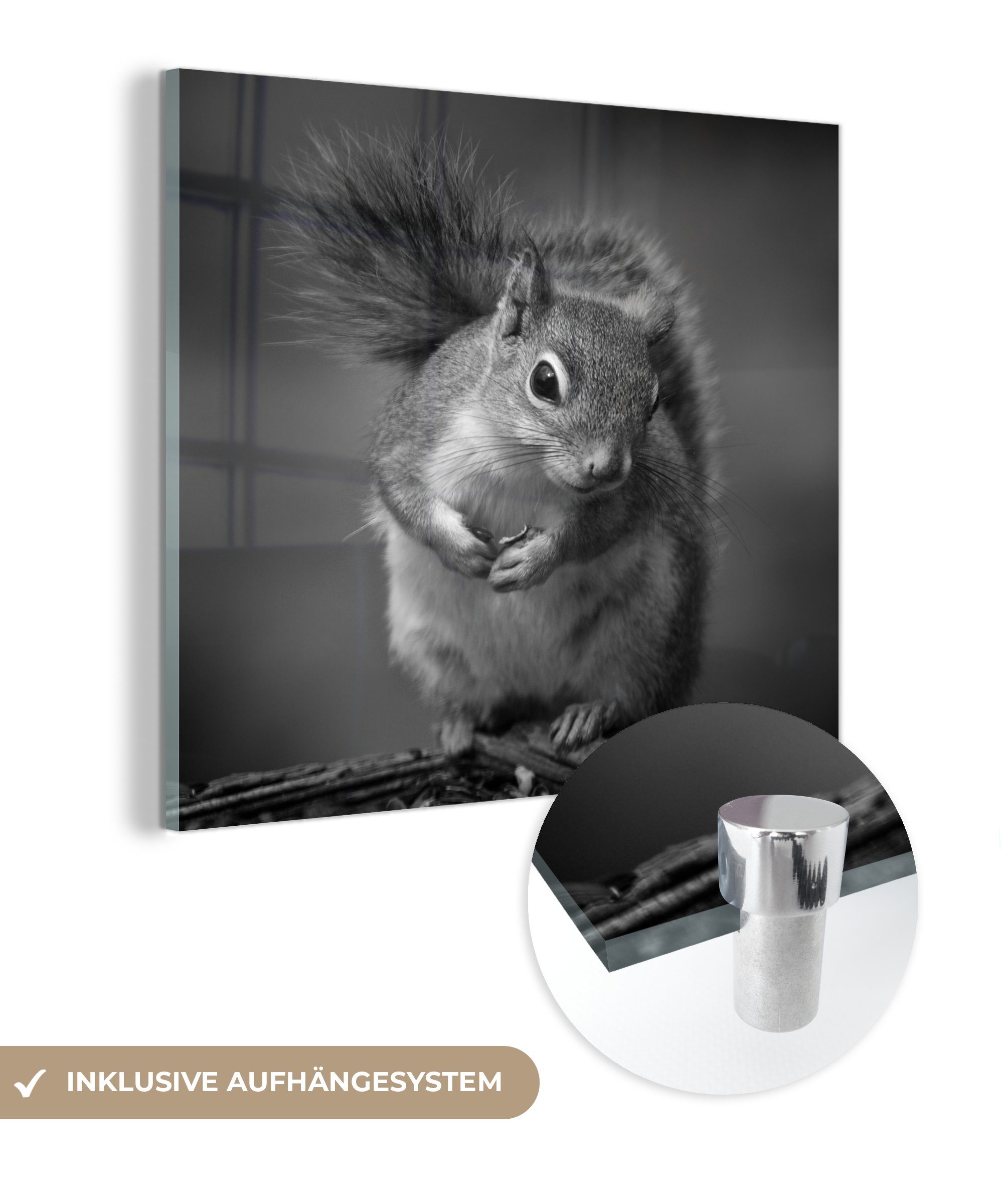 MuchoWow Acrylglasbild Neugieriges Eichhörnchen in Schwarz und Weiß, (1 St), Glasbilder - Bilder auf Glas Wandbild - Foto auf Glas - Wanddekoration | Bilder
