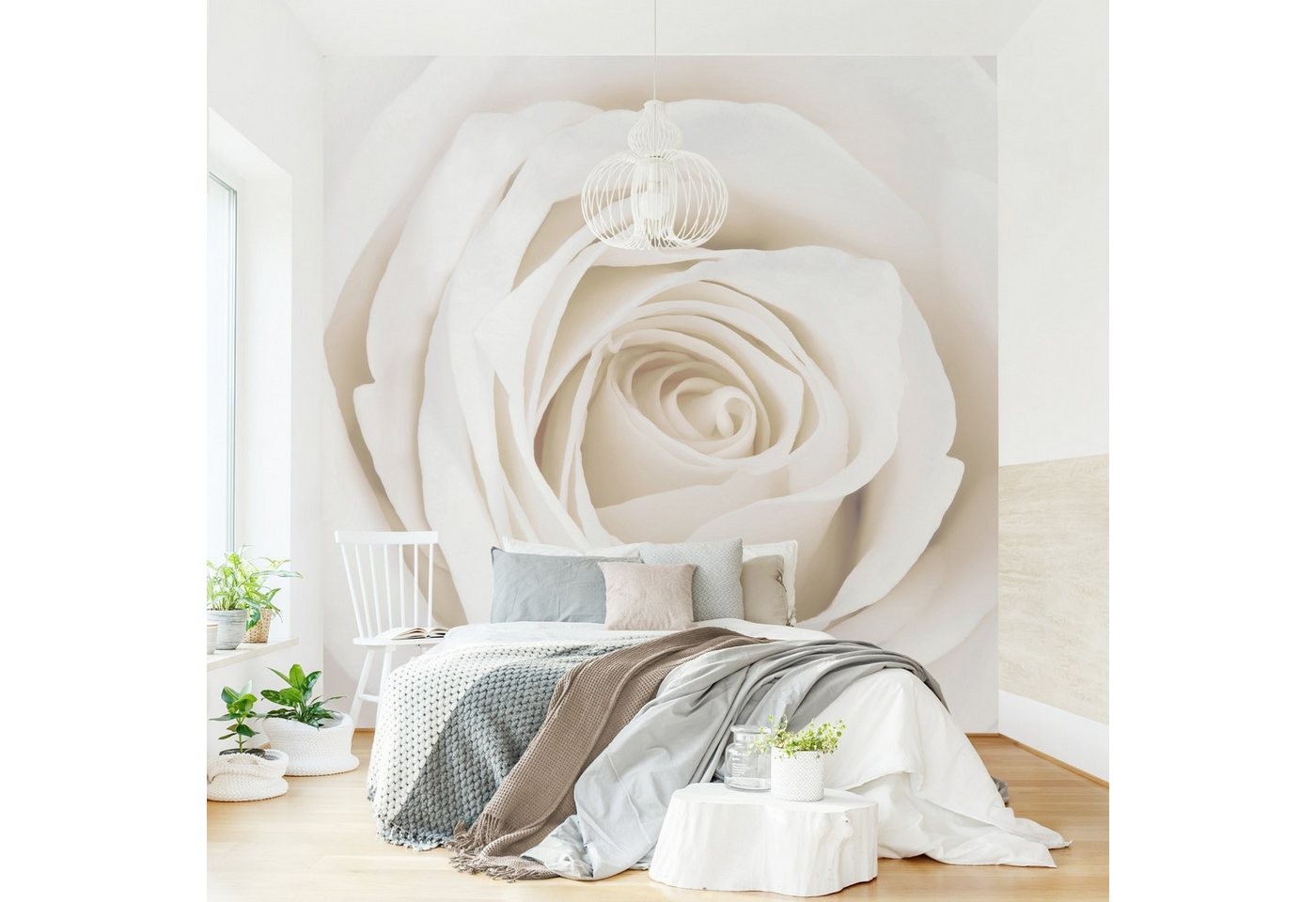 Bilderdepot24 Fototapete Rosen Pretty White Rose Blumen Natur Pflanzen Wanddeko, Glatt, Matt, (Vliestapete inkl. Kleister oder selbstklebend), Wohnzimmer Schlafzimmer Küche Flur Motivtapete Vliestapete Wandtapete