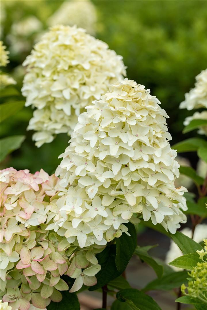 Pflanzen für Dich Gehölze Hydrangea pan. Magical Candle, 1 St., Rispenhortensie