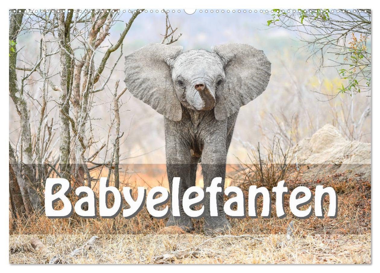 CALVENDO Wandkalender Babyelefanten (Wandkalender 2024 DIN A2 quer), CALVENDO Monatskalender