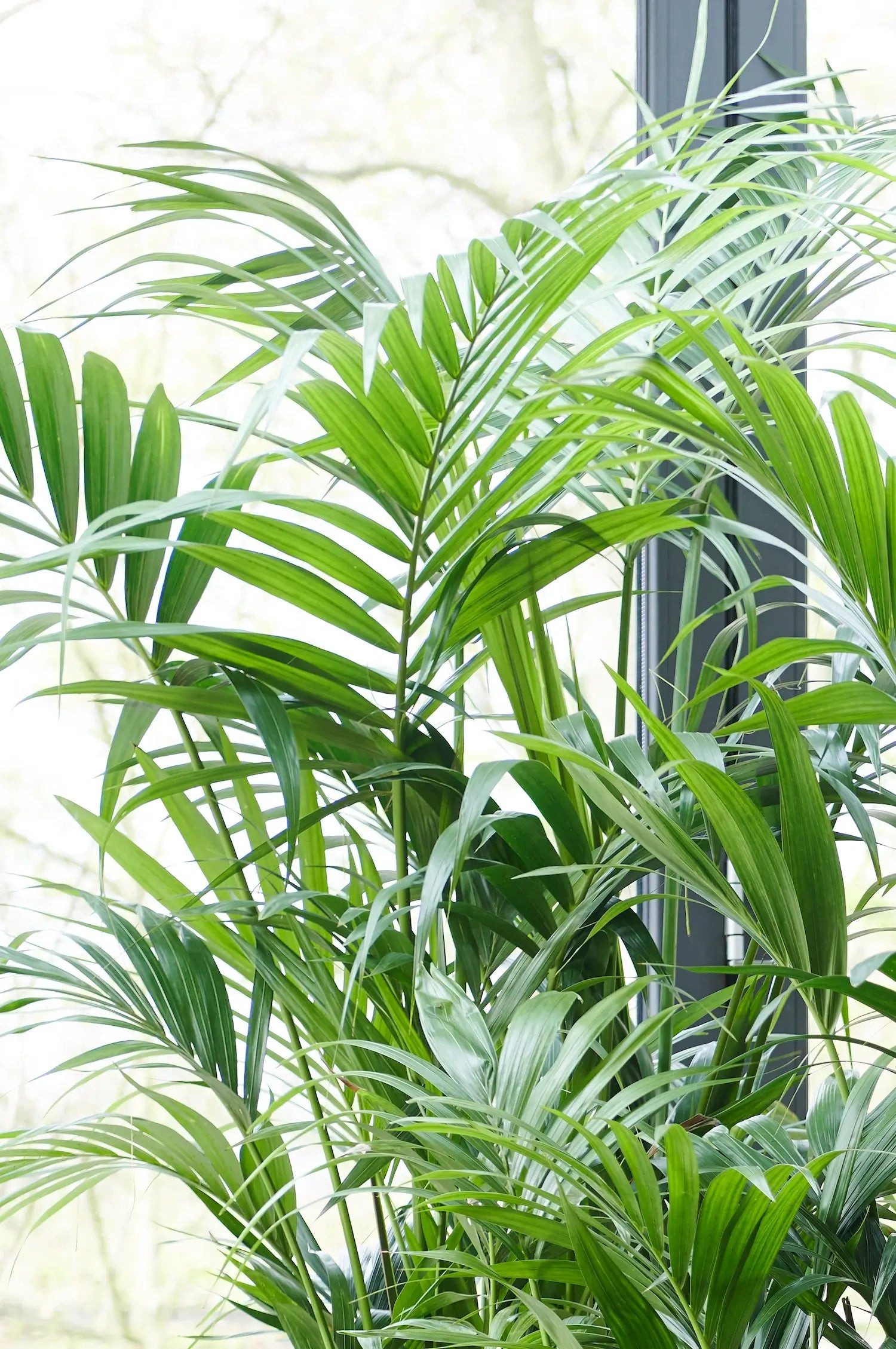 Green Me Up Zimmerpflanze Große Kentia Palme, Wächst in Erde, Pflegeleicht, Ungiftig für Tiere und Kinder – Bild 3 von 4