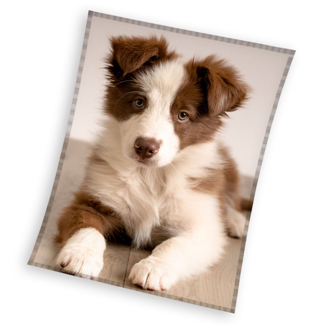 Wohndecke Hunde Dogs Fleecedecke Kuscheldecke 150 günstig online kaufen