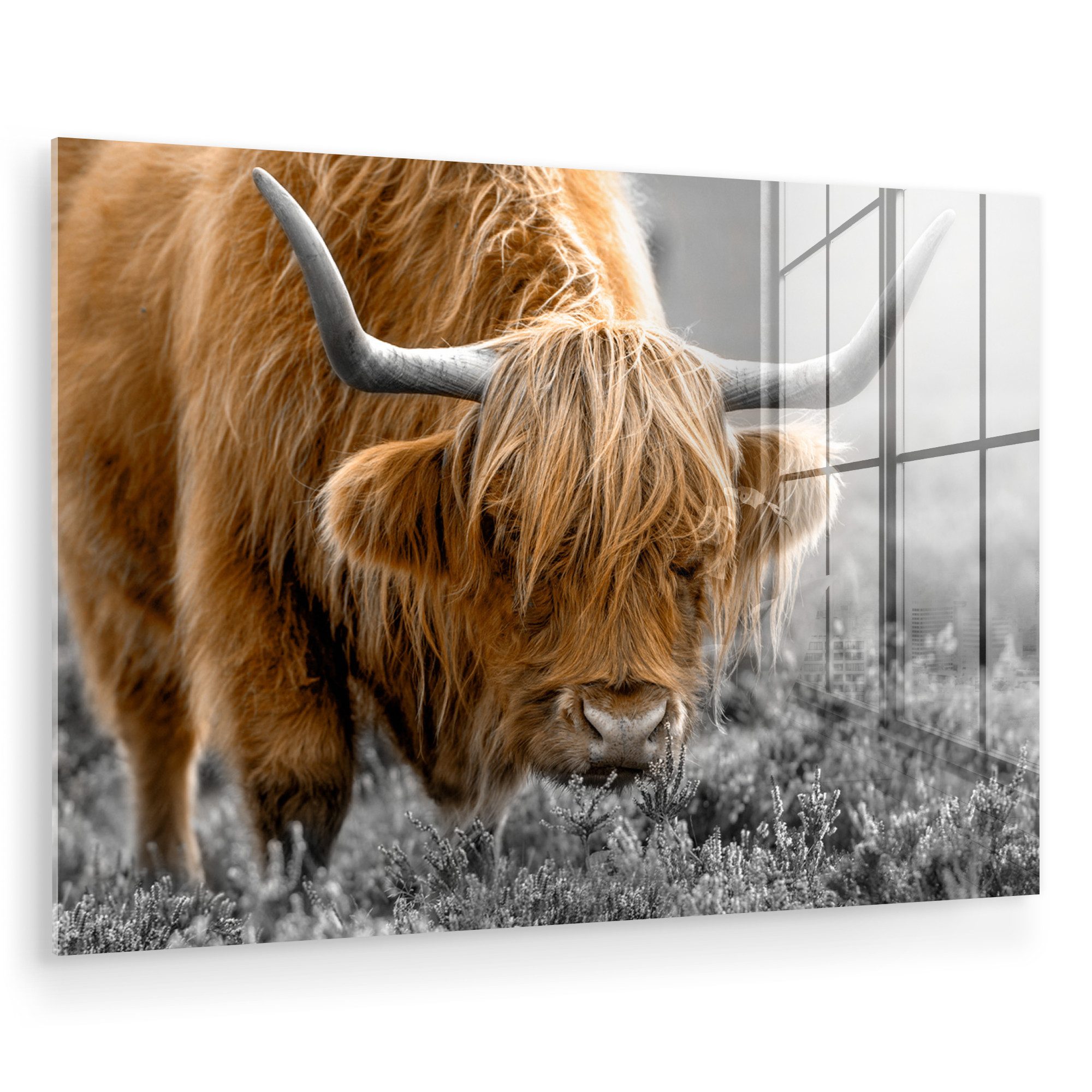 MuchoWow Acrylglasbild Schottischer Highlander - Tiere günstig online kaufen