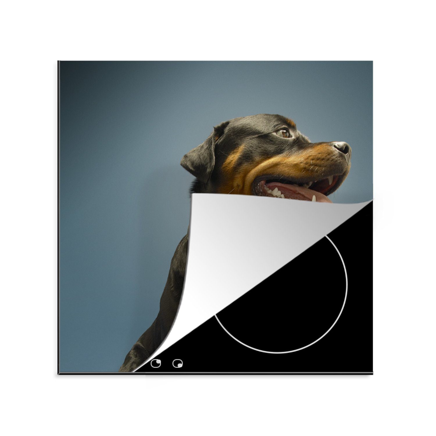 MuchoWow Herdblende-/Abdeckplatte Studiofoto eines Rottweilers auf blauem Hintergrund, Vinyl, (1 tlg), 78x78 cm, Ceranfeldabdeckung, Arbeitsplatte für küche