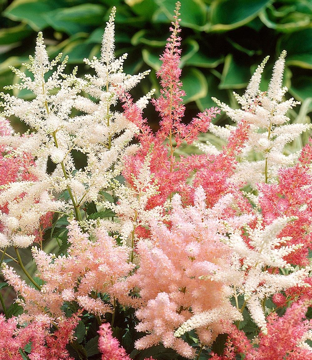 BALDUR Garten Staude Astilben-Mix 'Rosa & Weiß', 4 St., Prachtspiere, winterhart, mehrjährig, pflegeleicht