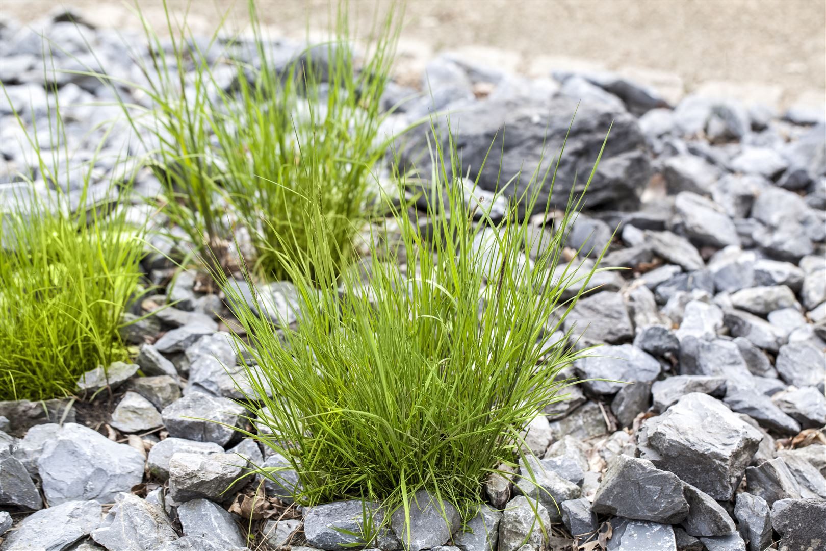 Pflanzen für Dich Трави Melica ciliata, 1 St., Wimper-Perlgras, Zotten-Perlgras, weiße Ähren, trockenheitsresistent