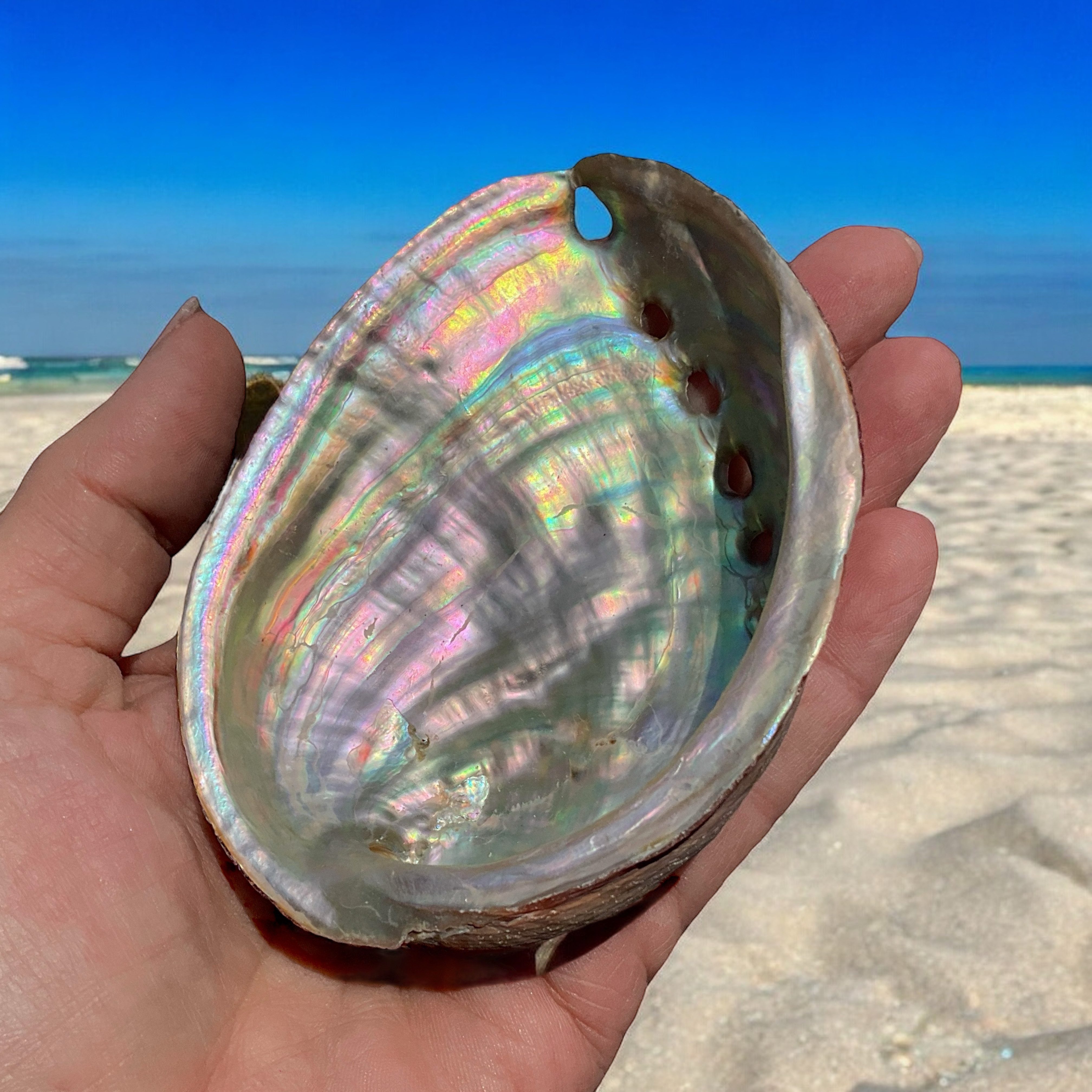 Steinfixx® Dekoschale Abalone Paua Muschel I Räucherschale I Perlmutt Meere günstig online kaufen