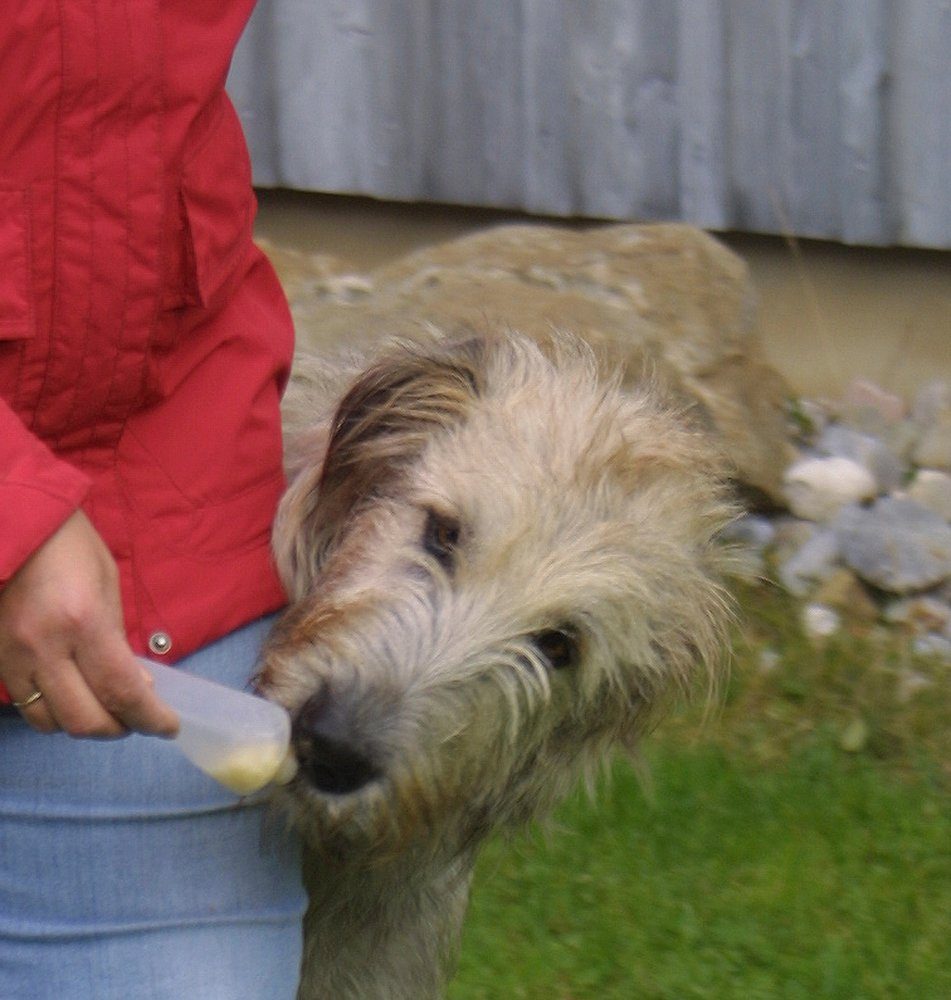 Thumbnail - BasicNature Hunde-Futterspender BasicNature Squeeze' Tuben für Hunde - 4 Stück