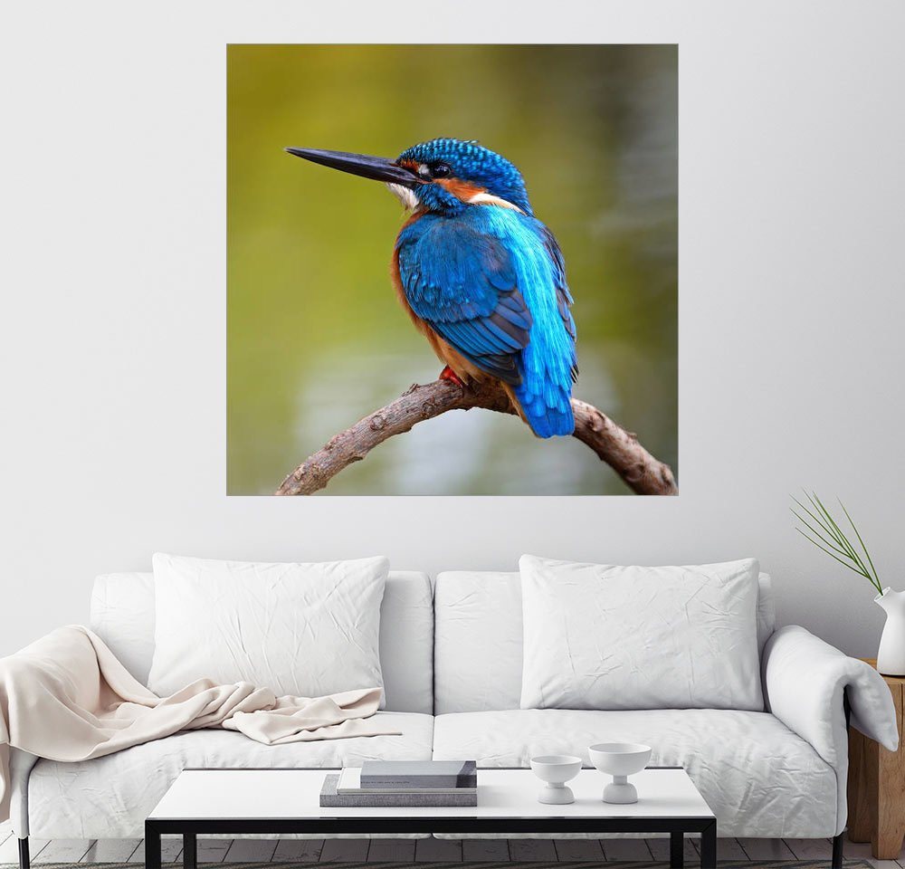 Wandbild »Eisvogel auf einem Zweig« Wandbild »Eisvogel auf einem Zweig«