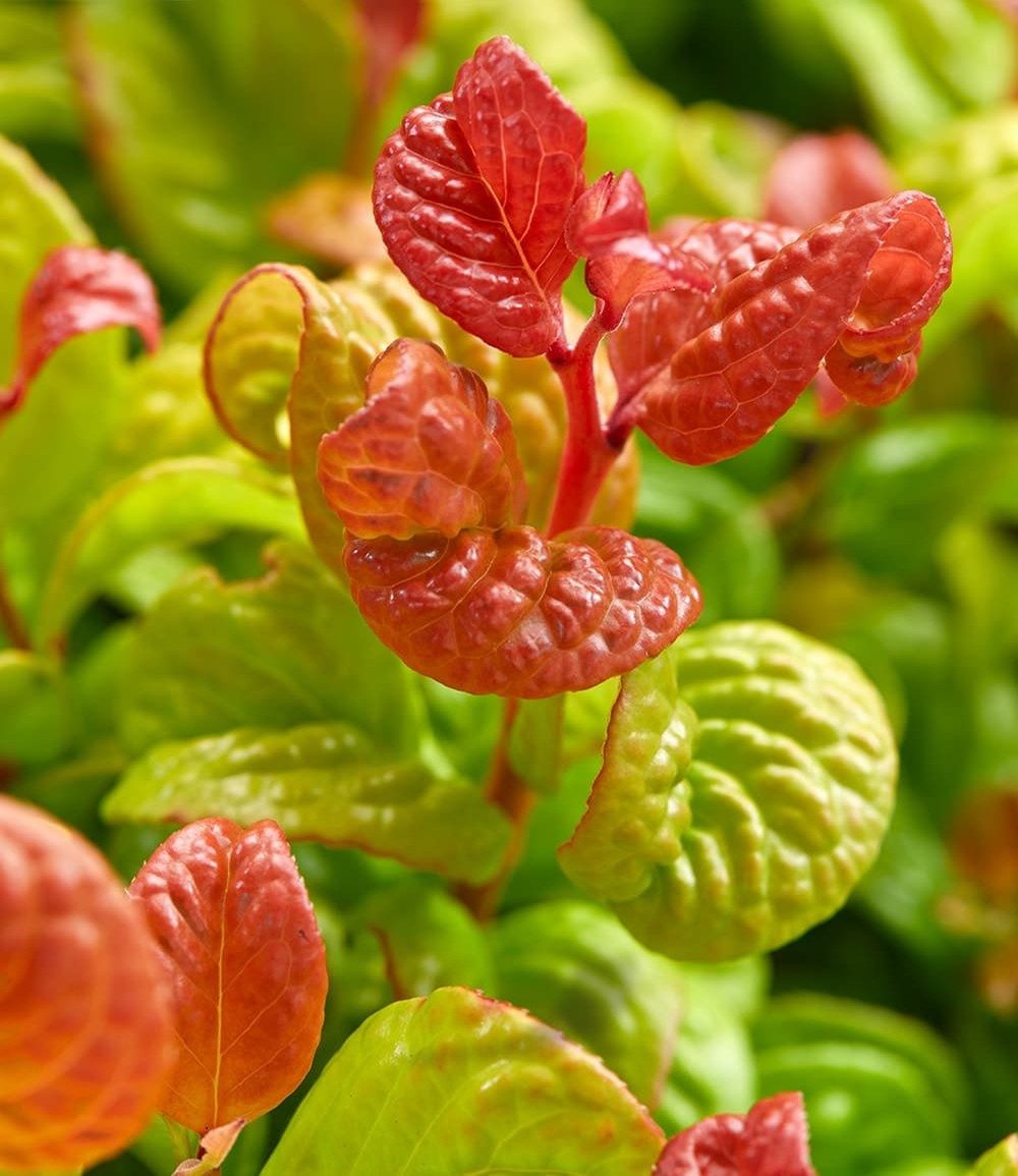 BALDUR Garten Zierstrauch Traubenheide 'Curly Gold®', 2 St., Purpurrote, immergrün, winterhart, mehrjährig, pflegeleicht