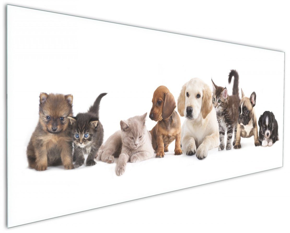 und (1-tlg) Wallario Küchenrückwand Hundewelpen Katzenjunge,