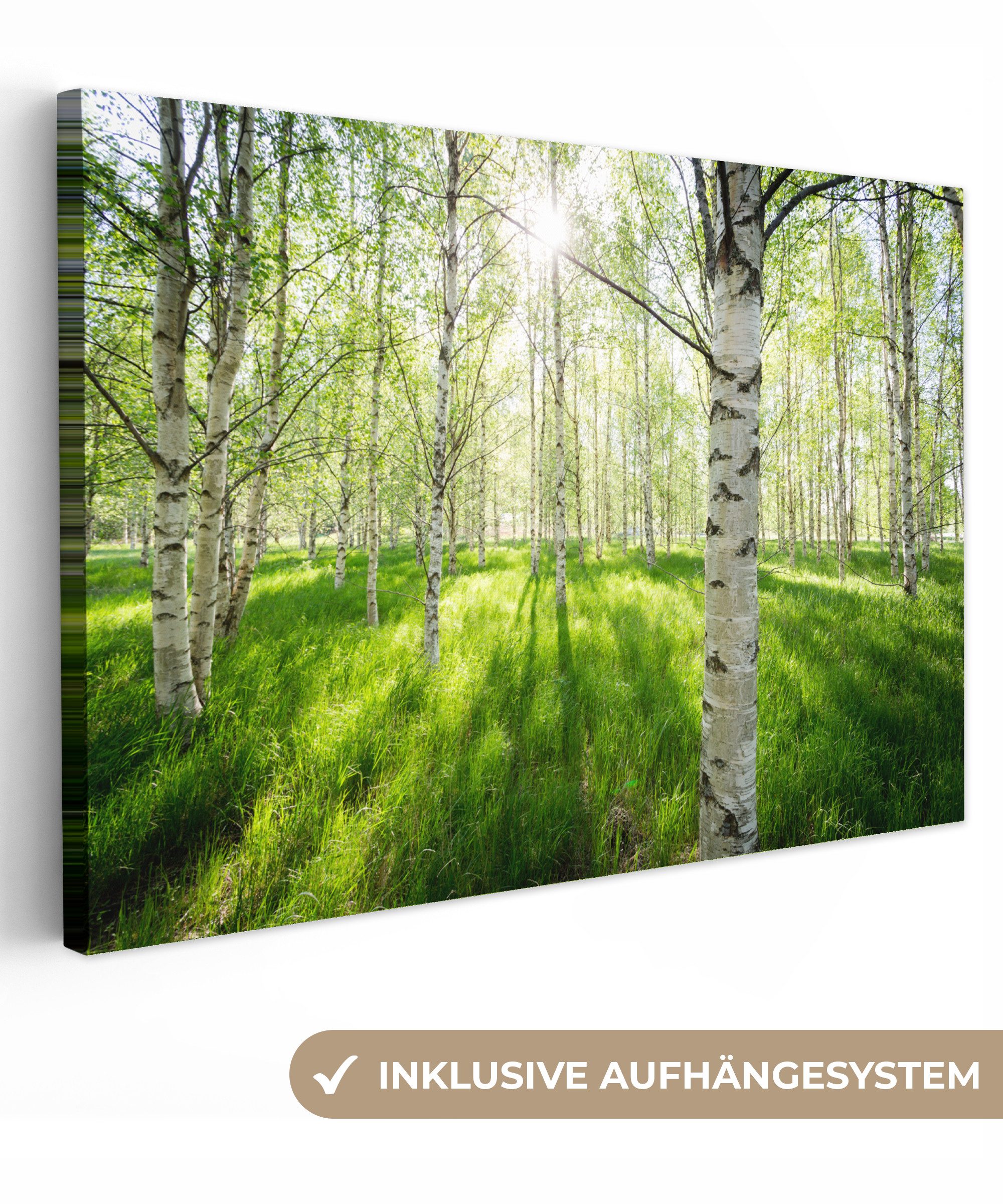 OneMillionCanvasses® Leinwandbild Birke - Wald - Frühling, Fotodruck (1 St) günstig online kaufen