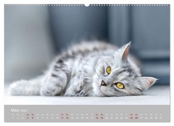 CALVENDO Wandkalender Lieblingstiere - Schönheiten aus dem Tierreich (Premium, hochwertiger DIN A2 Wandkalender 2023, Kunstdruck in Hochglanz)