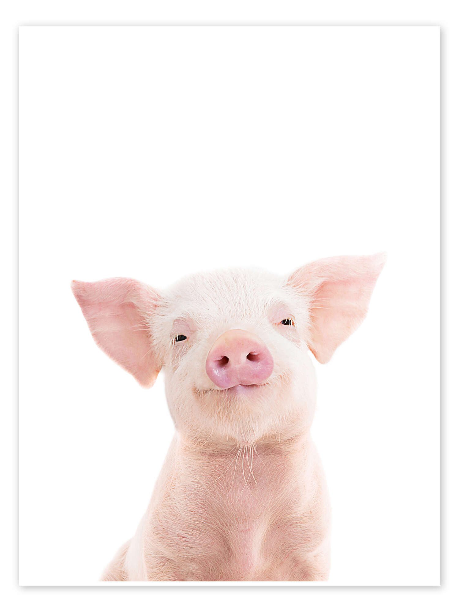 Posterlounge Wandbild Ferkelchen, Sisi And Seb, erhältlich als Poster, Leinwandbild, Wandsticker oder Acrylglasbild