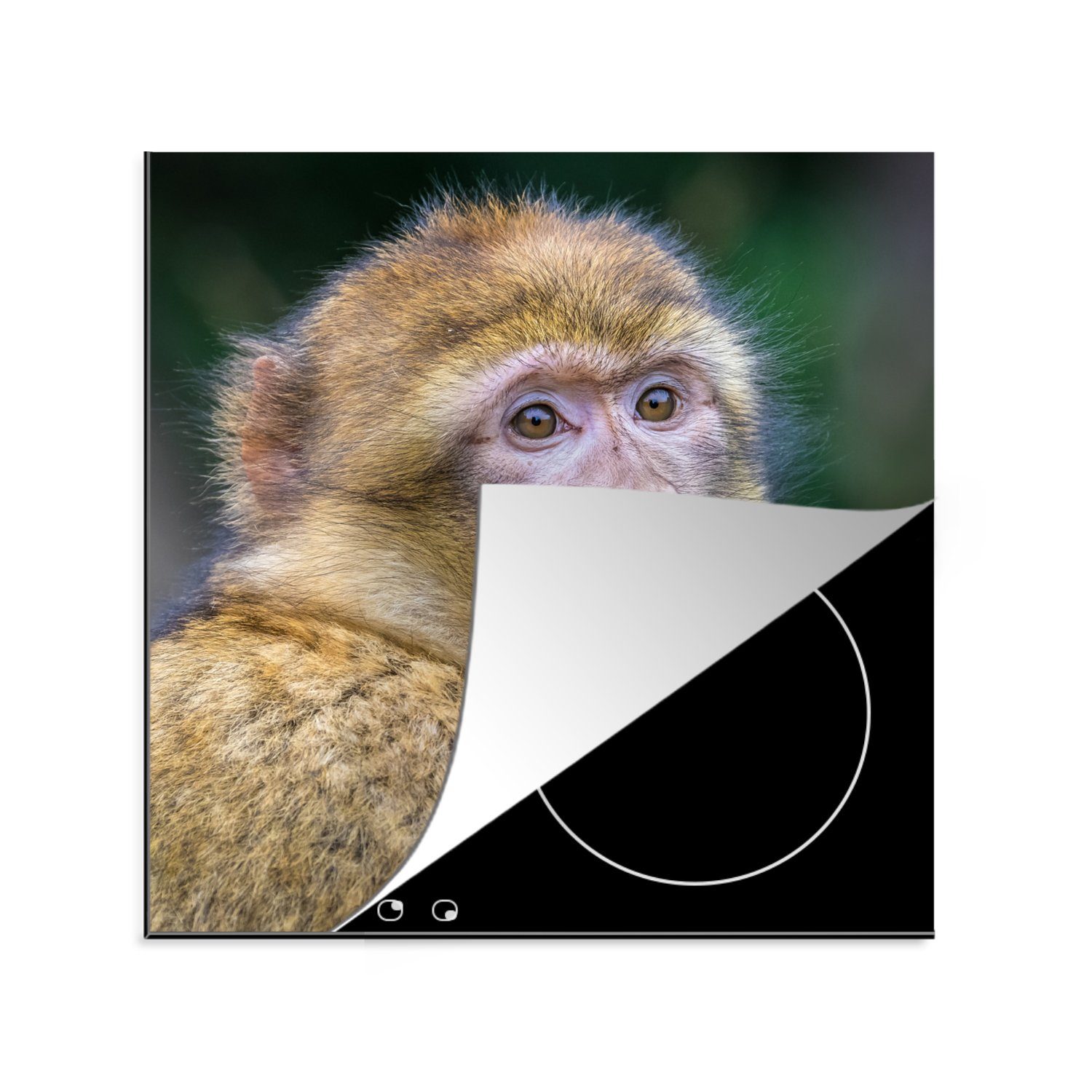 Arbeitsplatte - Herdblende-/Abdeckplatte für Affe Porträt, küche 78x78 - Ceranfeldabdeckung, Vinyl, MuchoWow cm, Makake tlg), (1