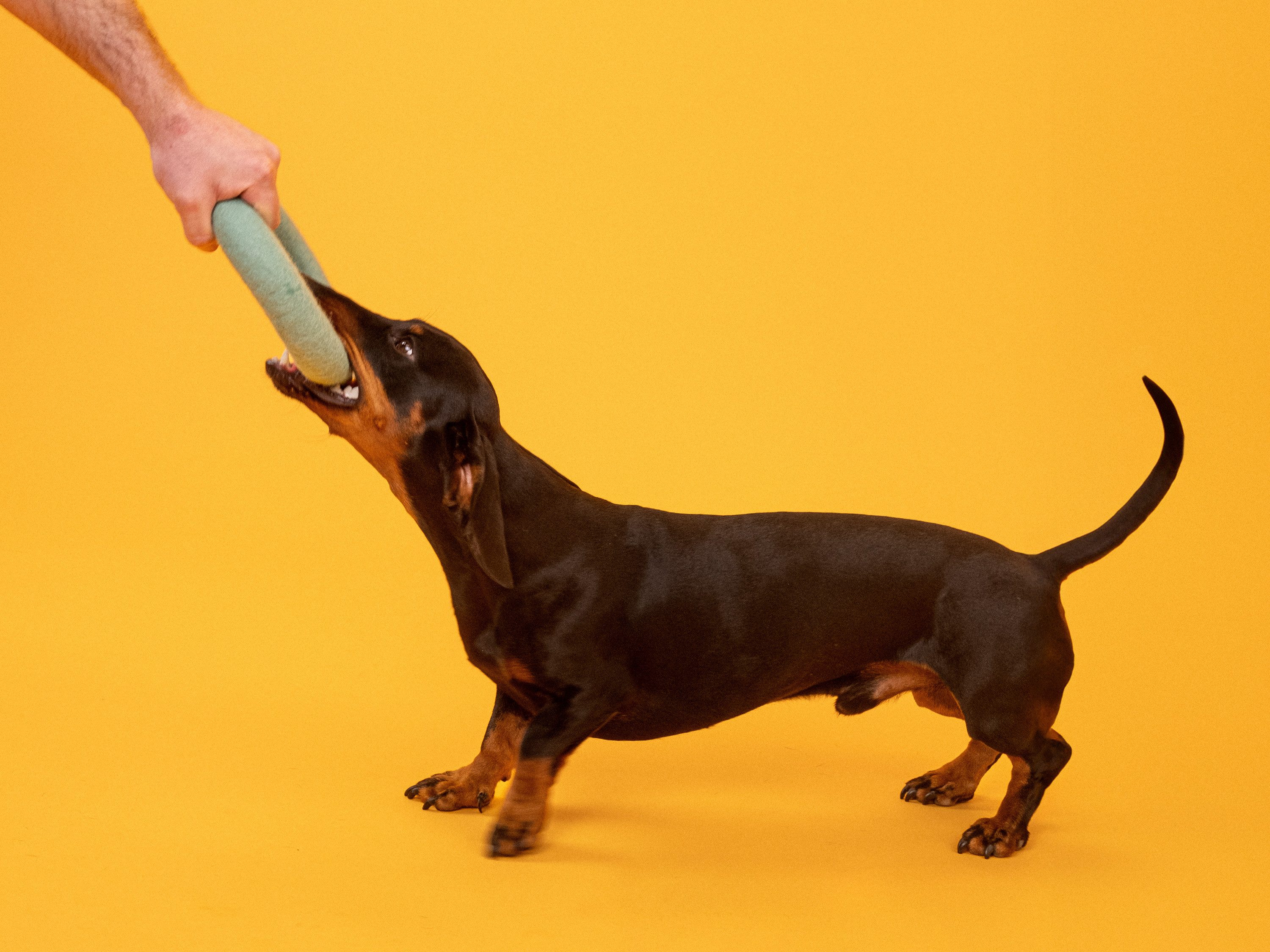 myfelt Tier-Intelligenzspielzeug Filz Hundespielzeug - Ring, reine Schurwolle, Durchmesser: 20 cm, perfekt für Zerrspiele