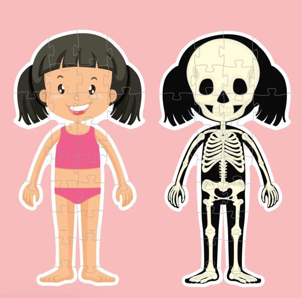 Barbo Toys Puzzle XXL Doppelseitiges Puzzle (Körper & Skelett), 26 Puzzleteile, 100 cm Länge, Große, robuste Teile, Perfekt für visuelle Wahrnehmung