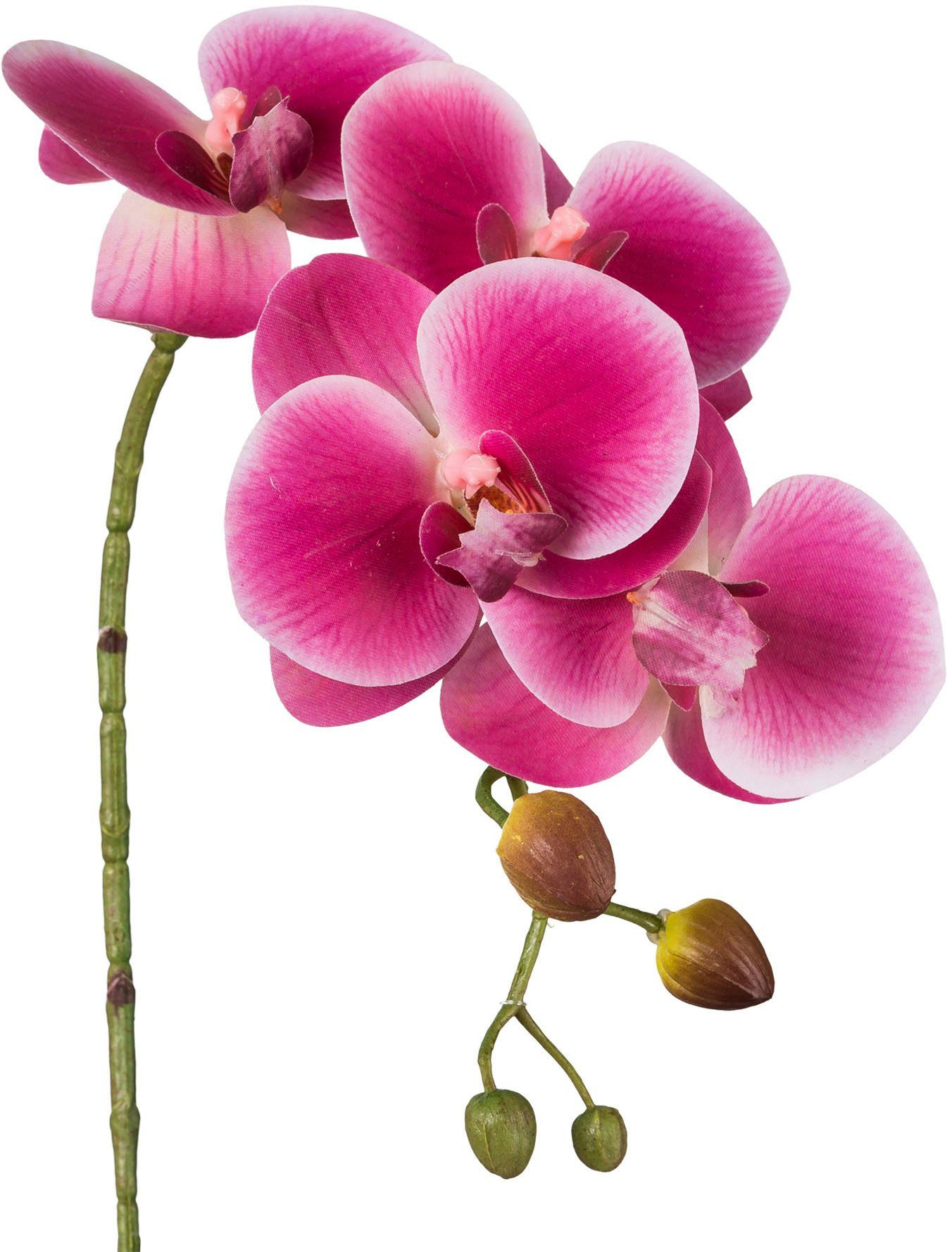 Creativ green Kunstblume "Phalaenopsis 3D-print" mit Real-Touch-Blüten günstig online kaufen
