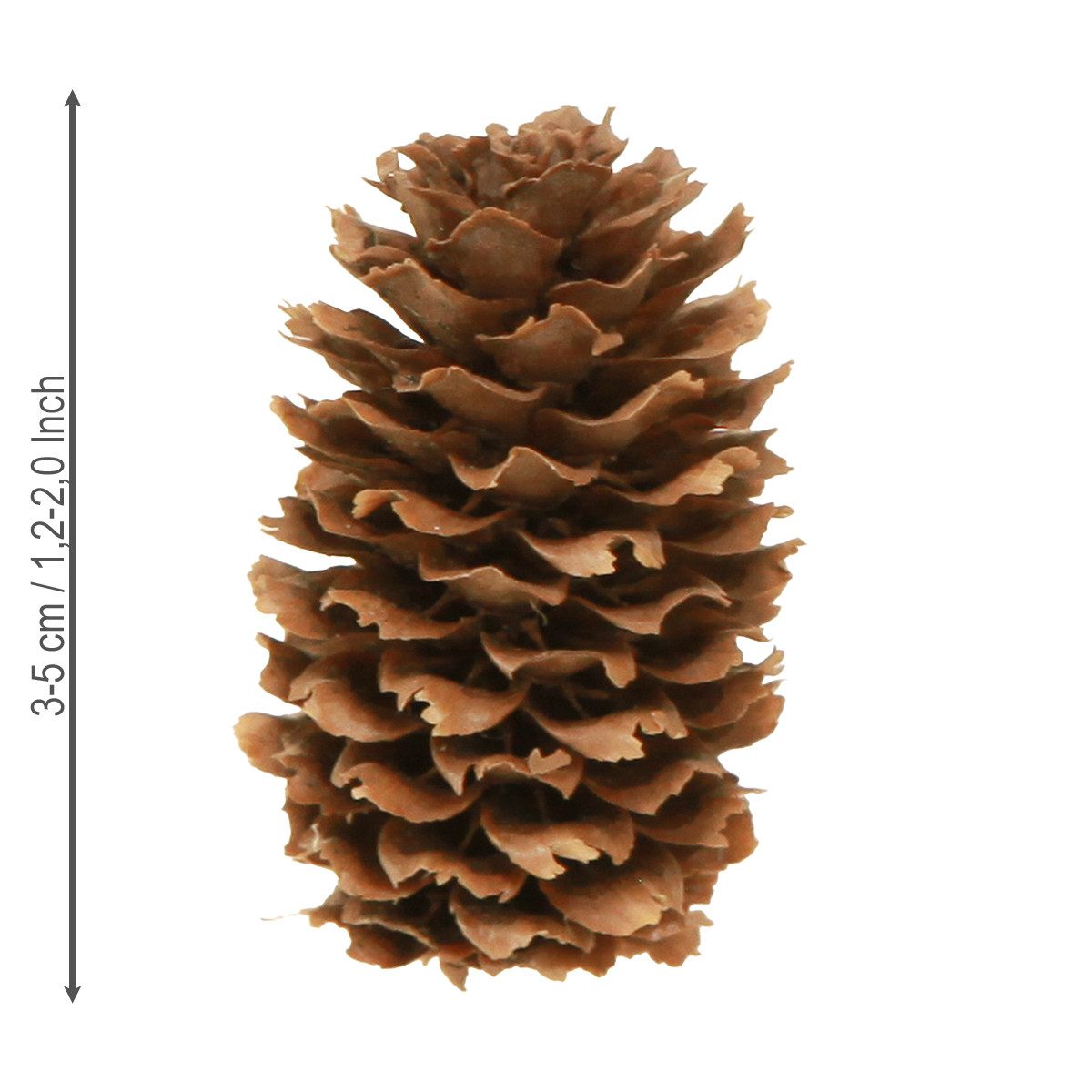 Trockenblume Edle Zapfen für florale Dekorationen und DIY-Ideen Advent, Florists Products, Höhe 4 cm