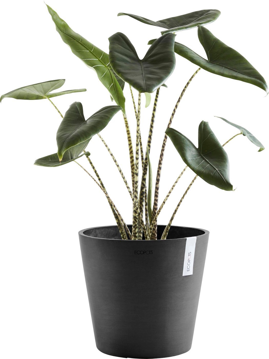 ECOPOTS Blumentopf AMSTERDAM Dark cm, Grey, mit 30x30x26 BxTxH: Wasserreservoir