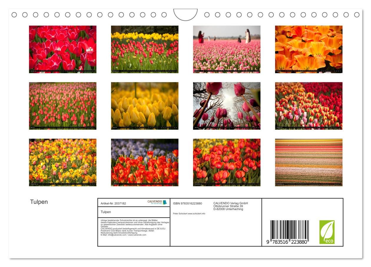 Thumbnail - CALVENDO Wandkalender Tulpen (Wandkalender 2026 DIN A4 quer), CALVENDO Monatskalender