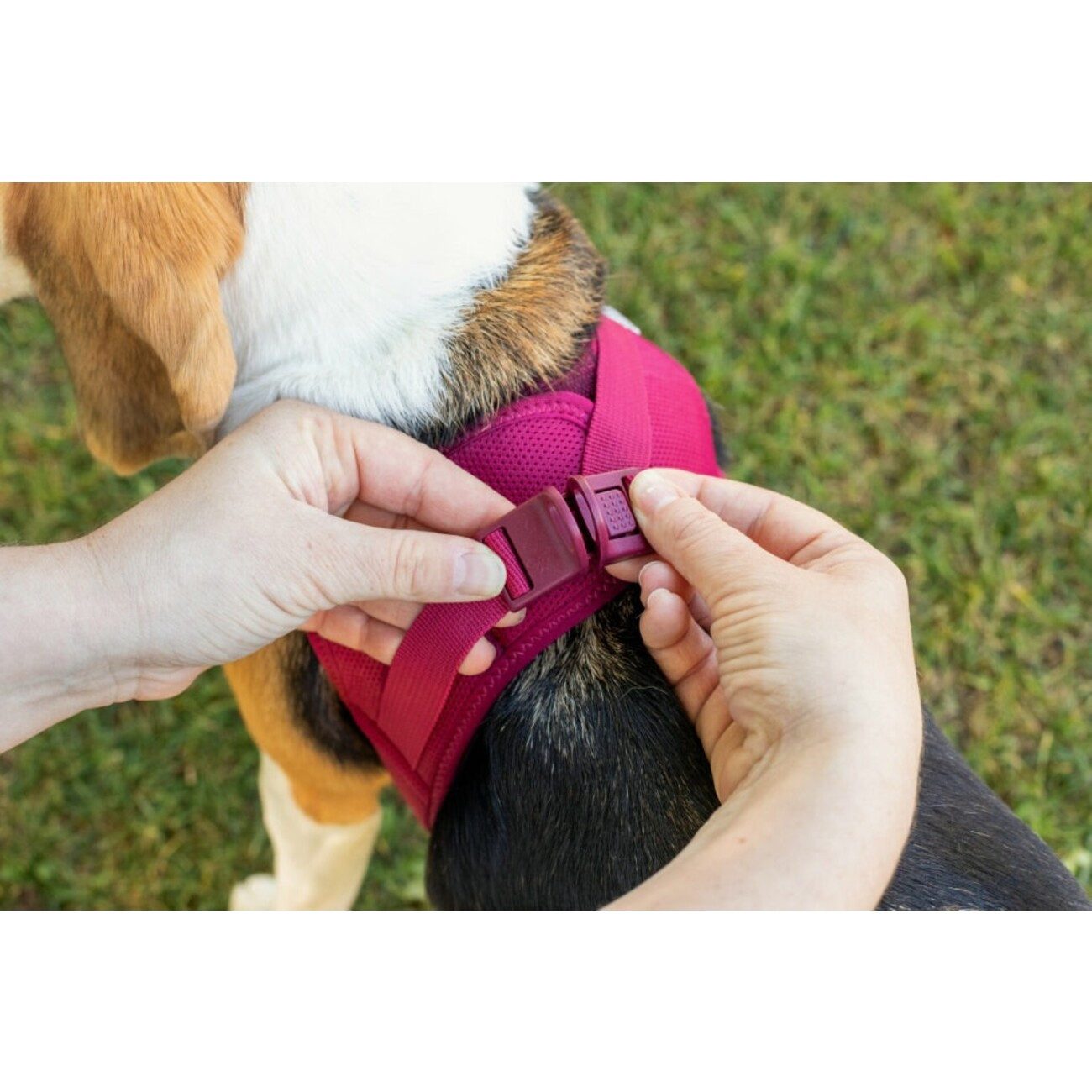 Curli Hunde-Geschirr Clasp Vest Geschirr Softshell, günstig online kaufen
