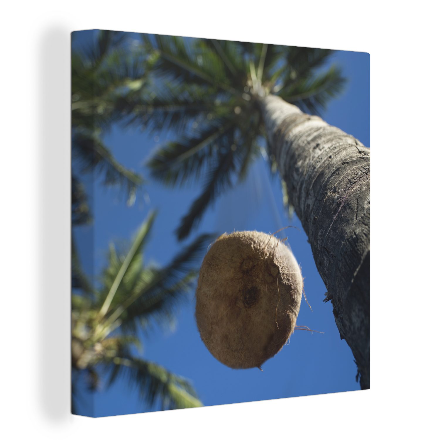 OneMillionCanvasses® Leinwandbild Reife Kokosnuss fällt von der Palme in perlweißen Sand, (1 St), Leinwand Bilder für Wohnzimmer Schlafzimmer