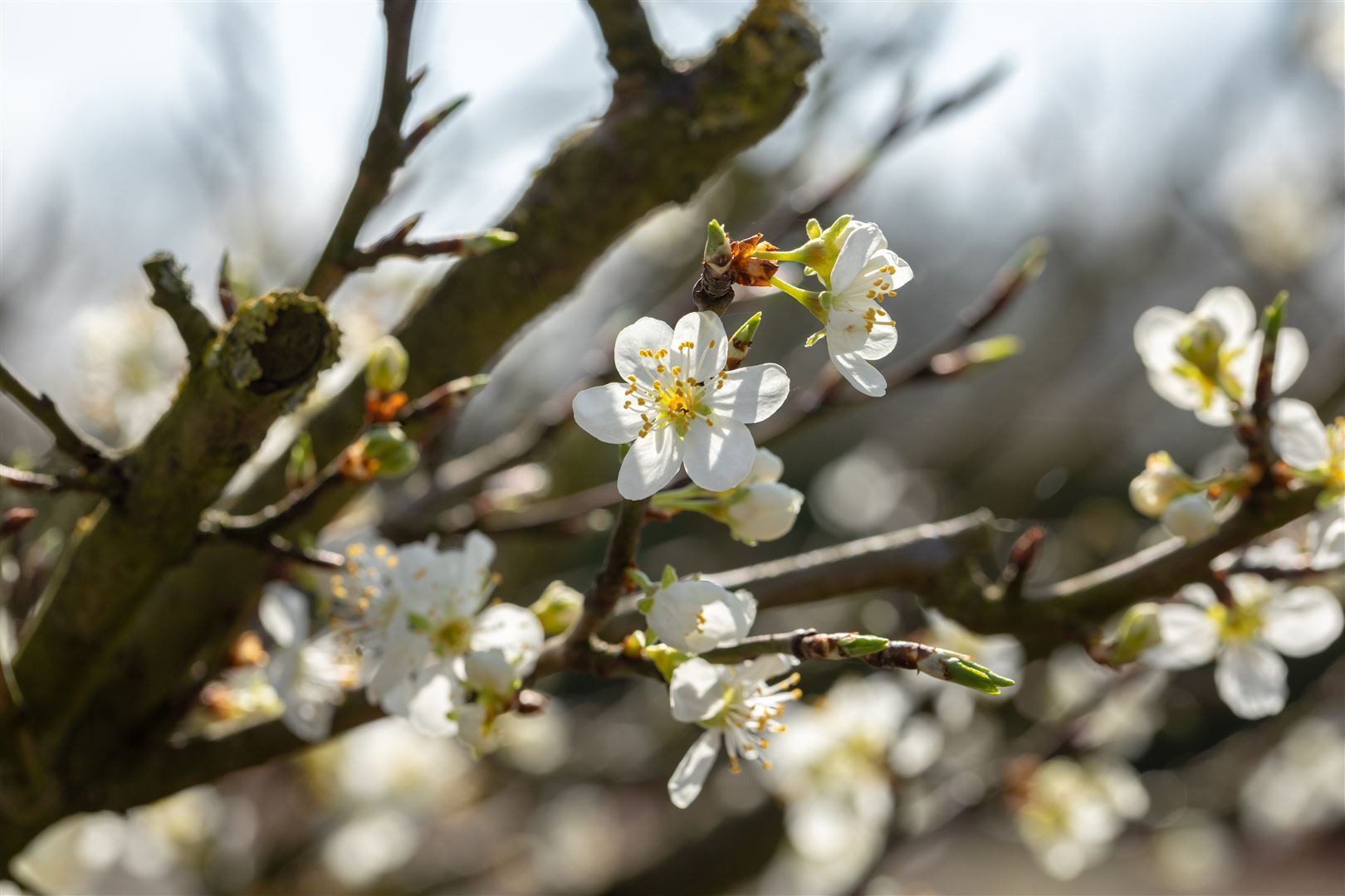 Pflanzen für Dich Gehölze Prunus spinosa, 1 St., Schlehdorn, Schwarzdorn