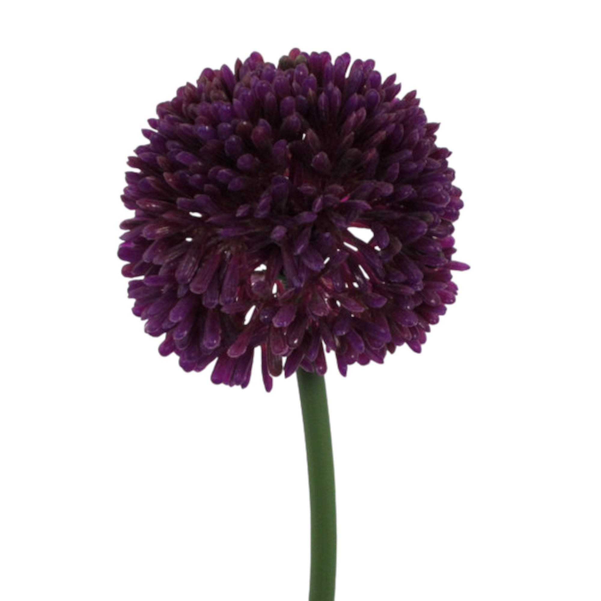 Kunstblume Kunstblume ALLIUM ca 44cm. Blütenkopf ca 6,5cm., Gasper, Höhe 44.00 cm