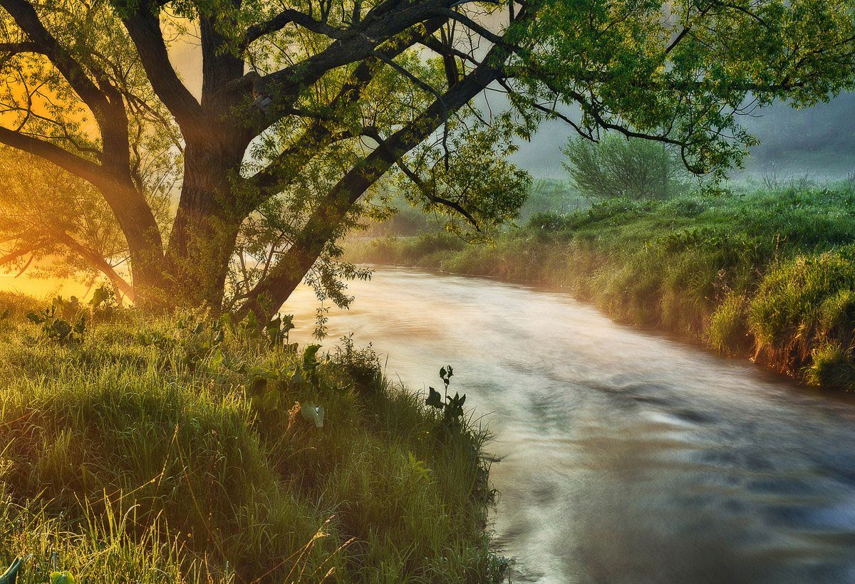 Fototapete Fluss am Baum