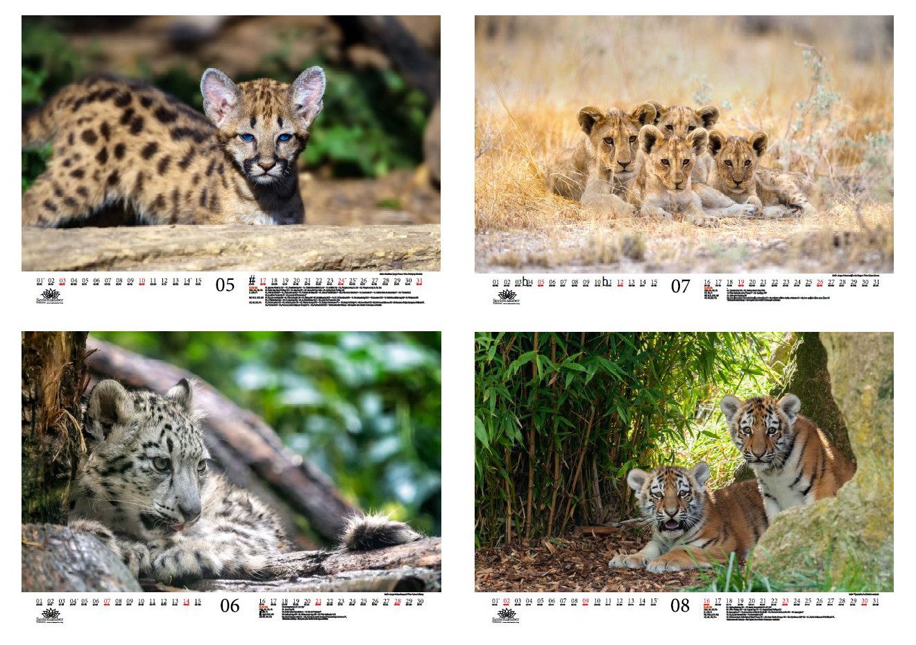 Seelenzauber Wandkalender Tierkinder Raubkatzen DIN A3 Kalender für 2026 verschiedene Raubkatzen