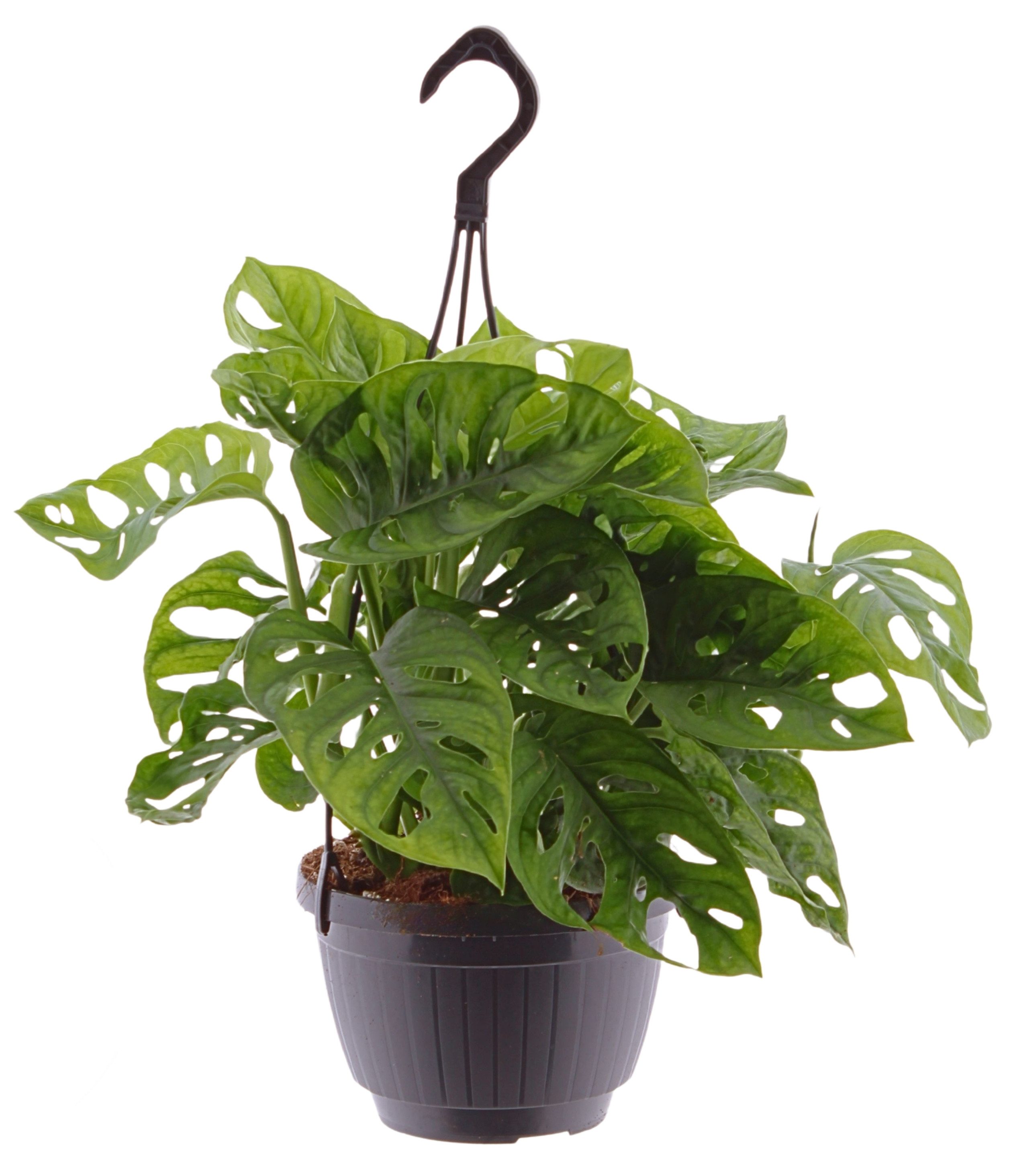 meinvipshop Zimmerpflanze Monstera adansonii Hängeampel 40cm
