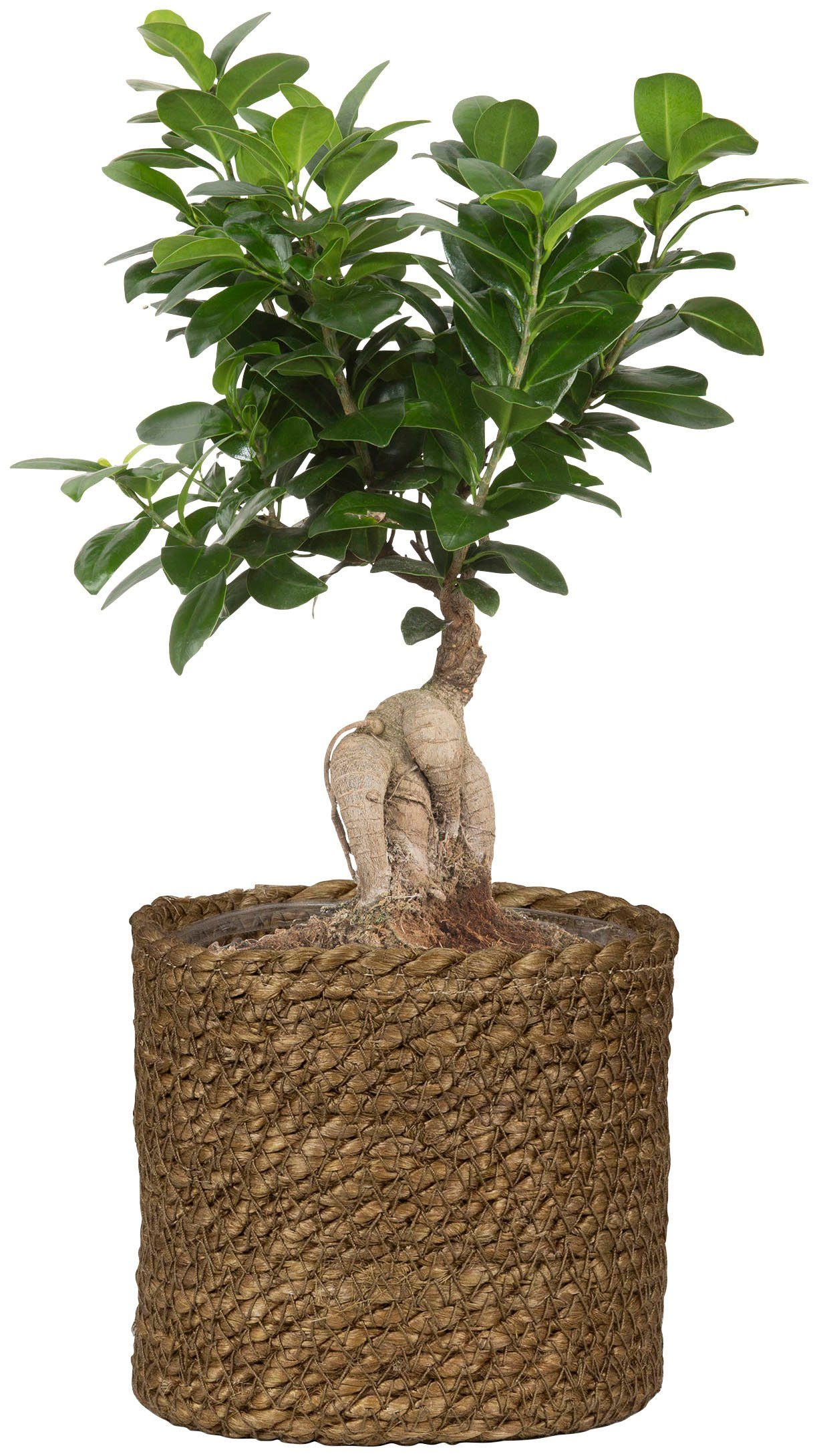 Scheurich Blumentopf brown 22/508