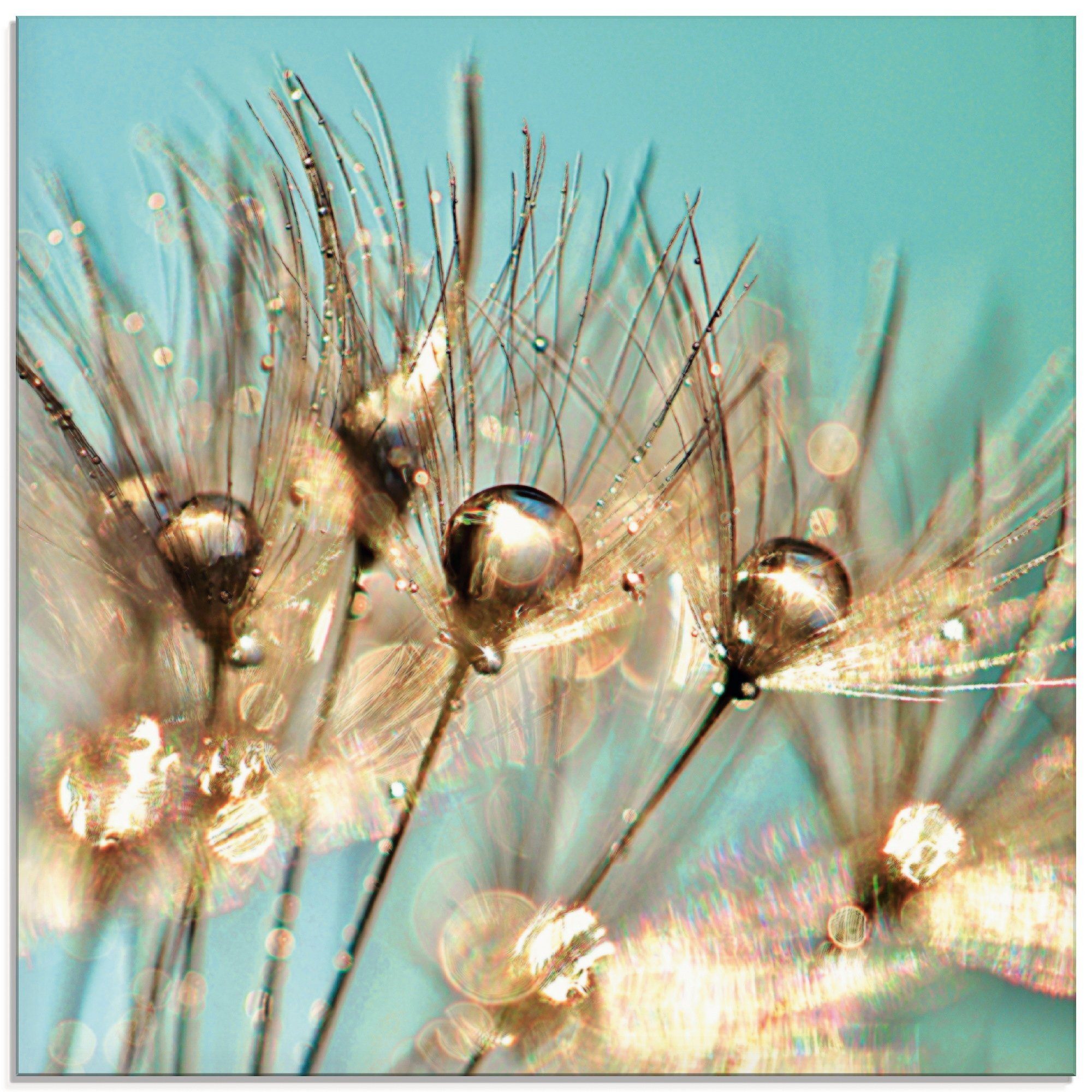 Artland Glasbild Pusteblume Goldener Tau, Blumen (1 St), in verschiedenen G günstig online kaufen