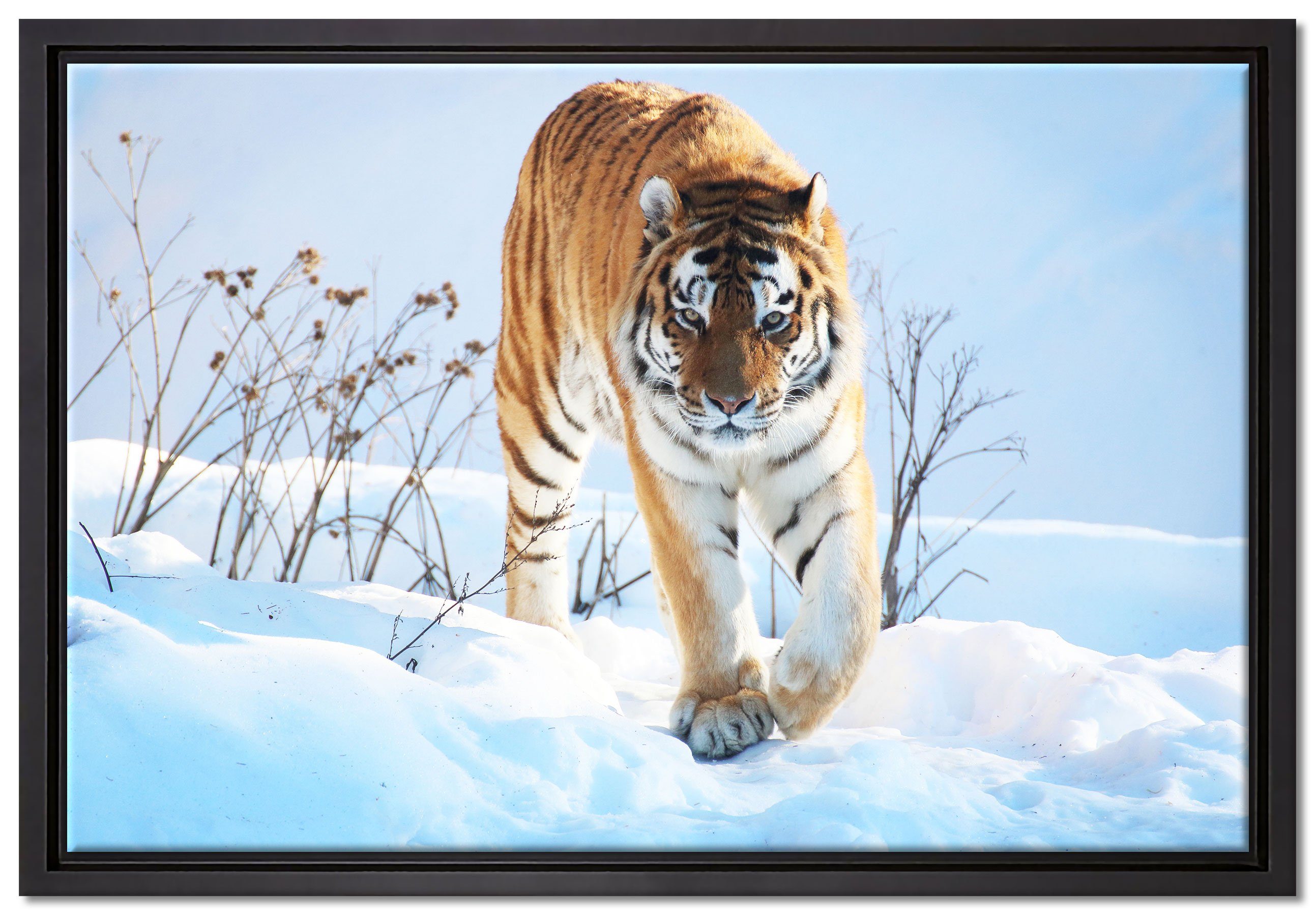 Pixxprint Leinwandbild Stolzer Tiger im Schnee, Wanddekoration (1 St), Leinwandbild fertig bespannt, in einem Schattenfugen-Bilderrahmen gefasst, inkl. Zackenaufhänger