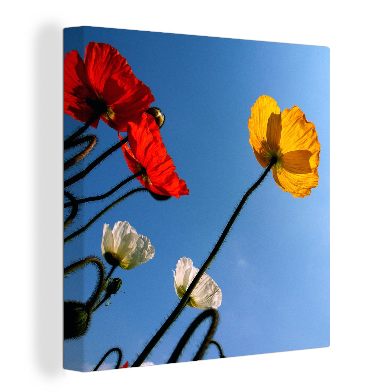 OneMillionCanvasses® Leinwandbild Bunte Mohnblumen im Sommer, (1 St), Leinwand Bilder für Wohnzimmer Schlafzimmer