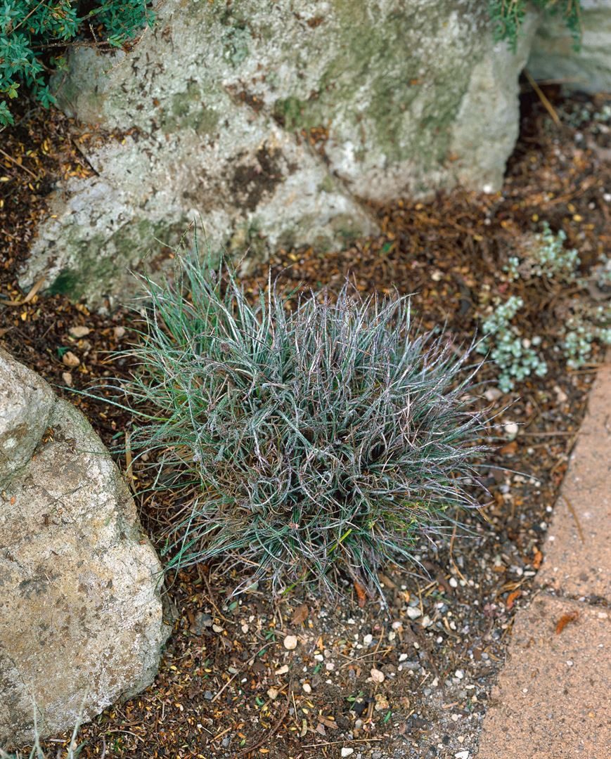 Pflanzen für Dich Трави Luzula pilosa, 1 St., Flatter-Binse, Waldmarbel, immergrün, schattenverträglich