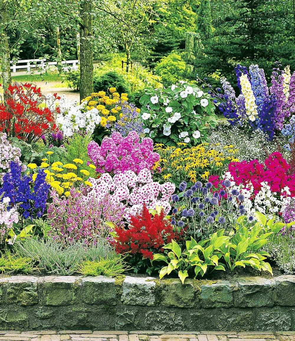 BALDUR Garten Beetpflanze 12er Buntes Staudenbeet 'Multi-Colour', 12 St., wuchsfreudig, winterhart, mehrjährig, pflegeleicht
