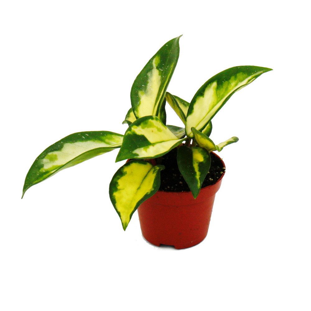 Exotenherz Zimmerpflanze Mini-Pflanze Hoya carnosa tricolor Porzellanblume im 5,5cm Topf