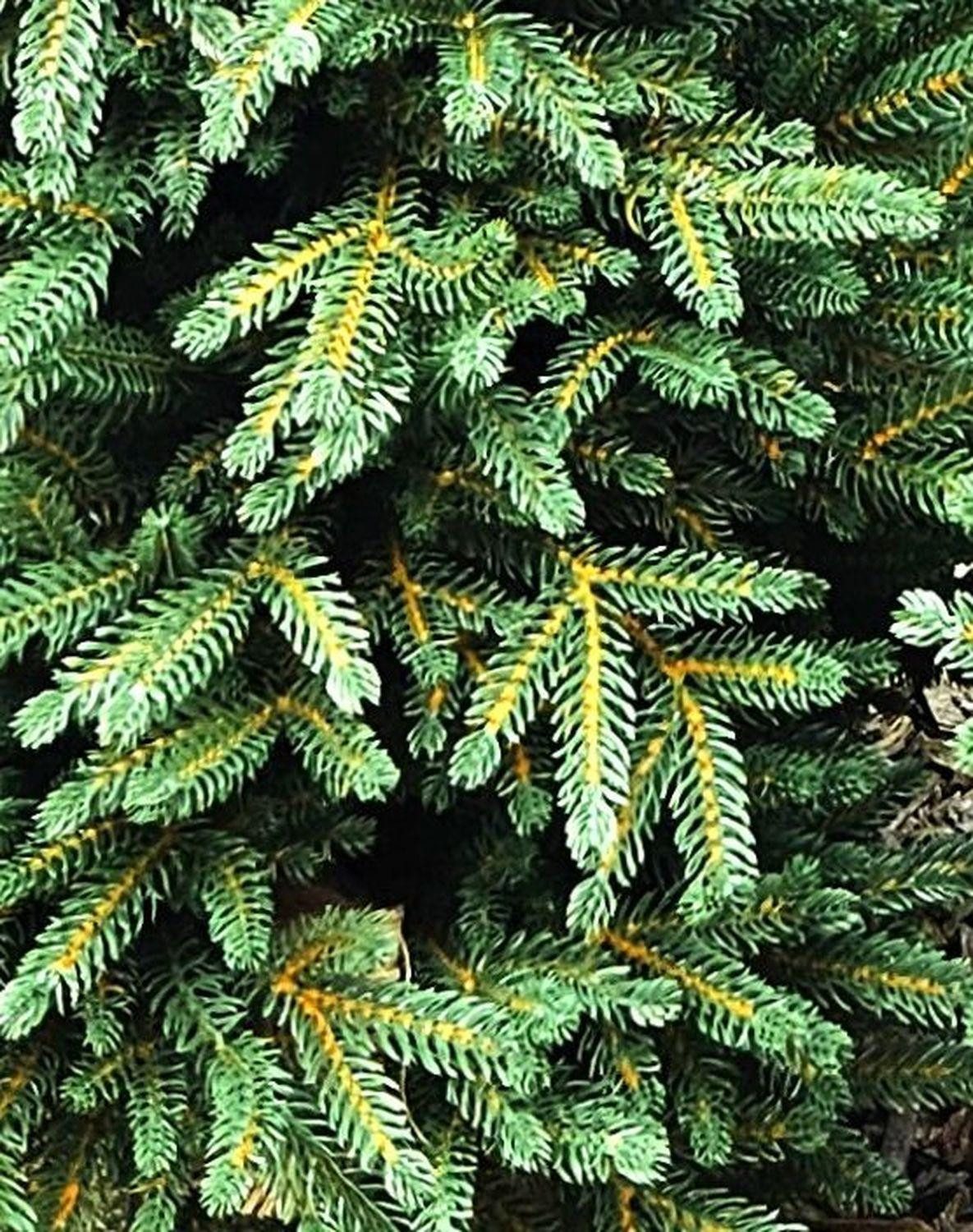 artplants Künstlicher Weihnachtsbaum Kunstbaum Fichte STORNYN im Jutesack, 120cm