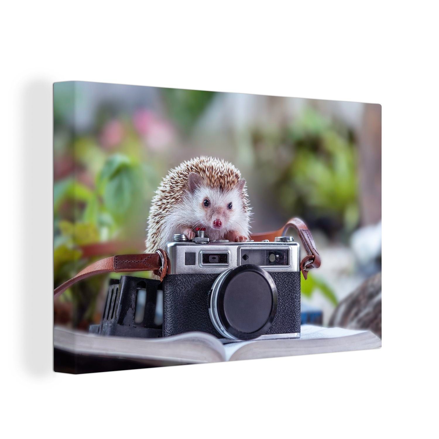 OneMillionCanvasses® Leinwandbild Igel auf einer Kamera, (1 St), Wandbild Leinwandbilder, Aufhängefertig, Wanddeko, 30x20 cm