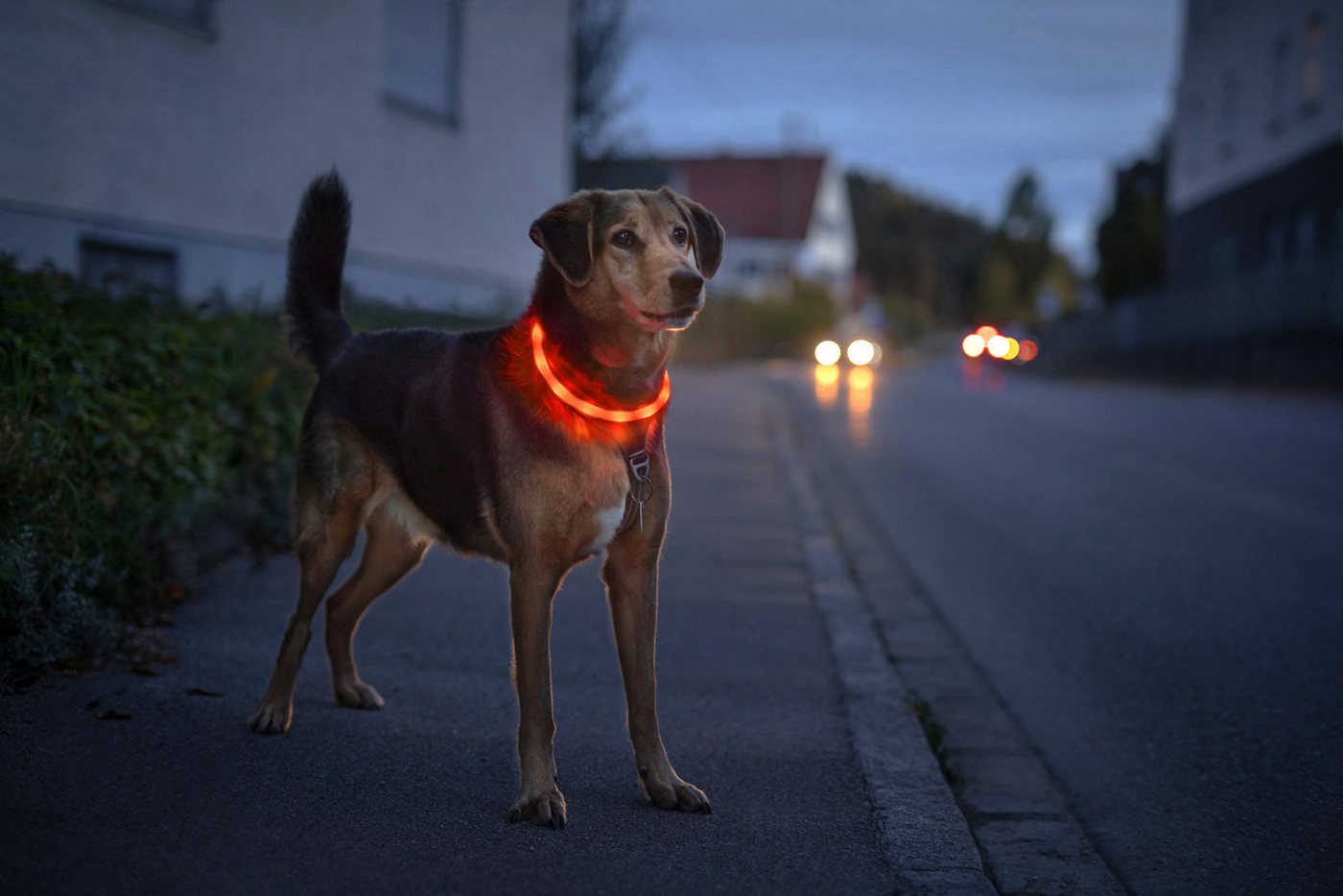Thumbnail - PRECORN Hunde-Halsband LED Silikon Hunde Leuchthalsband aufladbar per USB-C indiv. kürzbar, Silikon