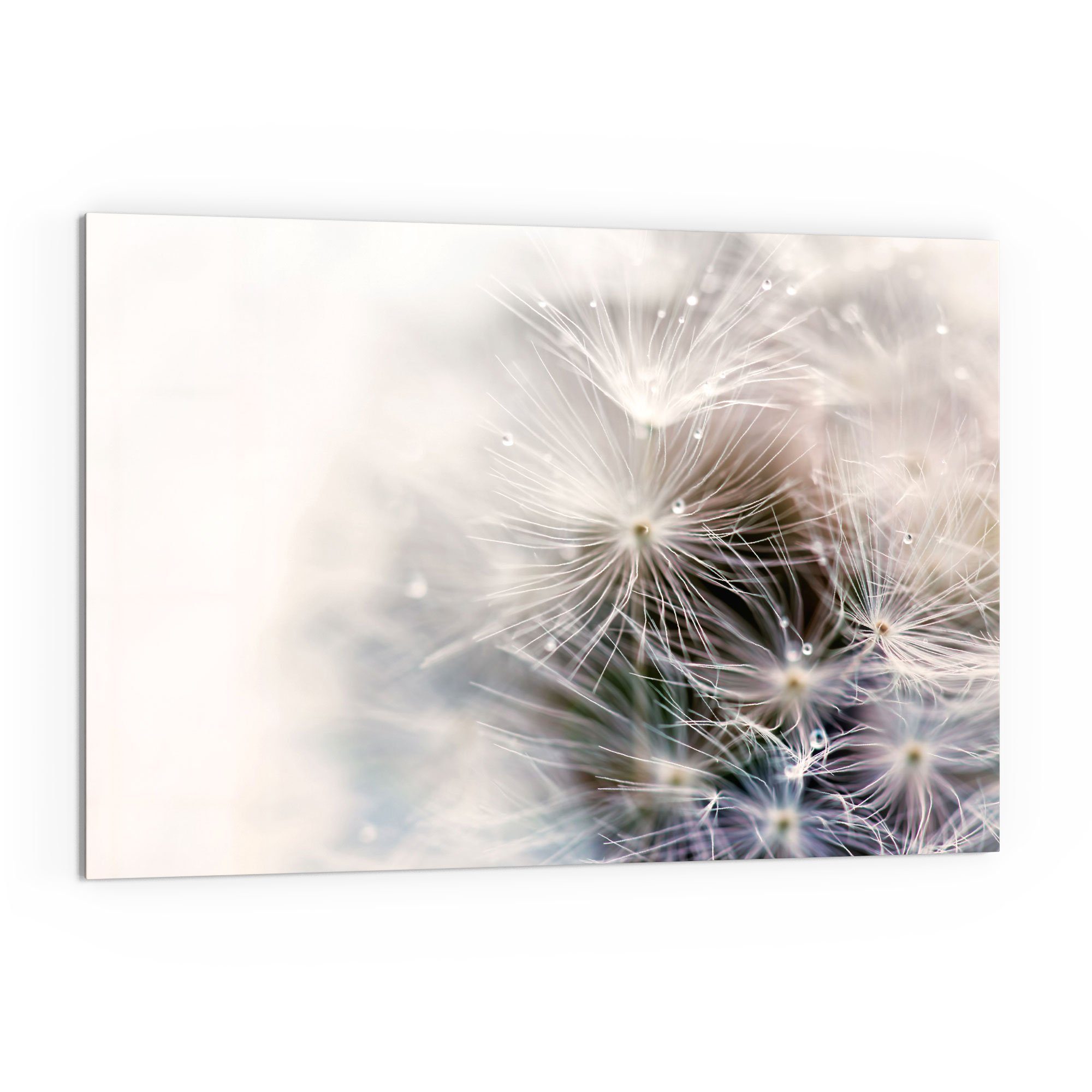 DEQORI Küchenrückwand 'Detailaufnahme Pusteblume', Glas Spritzschutz günstig online kaufen