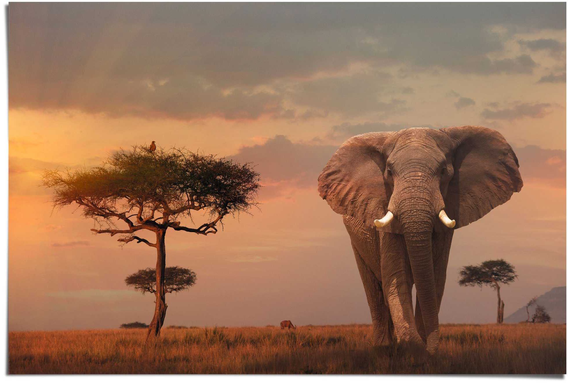 Reinders! Poster Afrikas Wildtiere Elefant, (1 St)