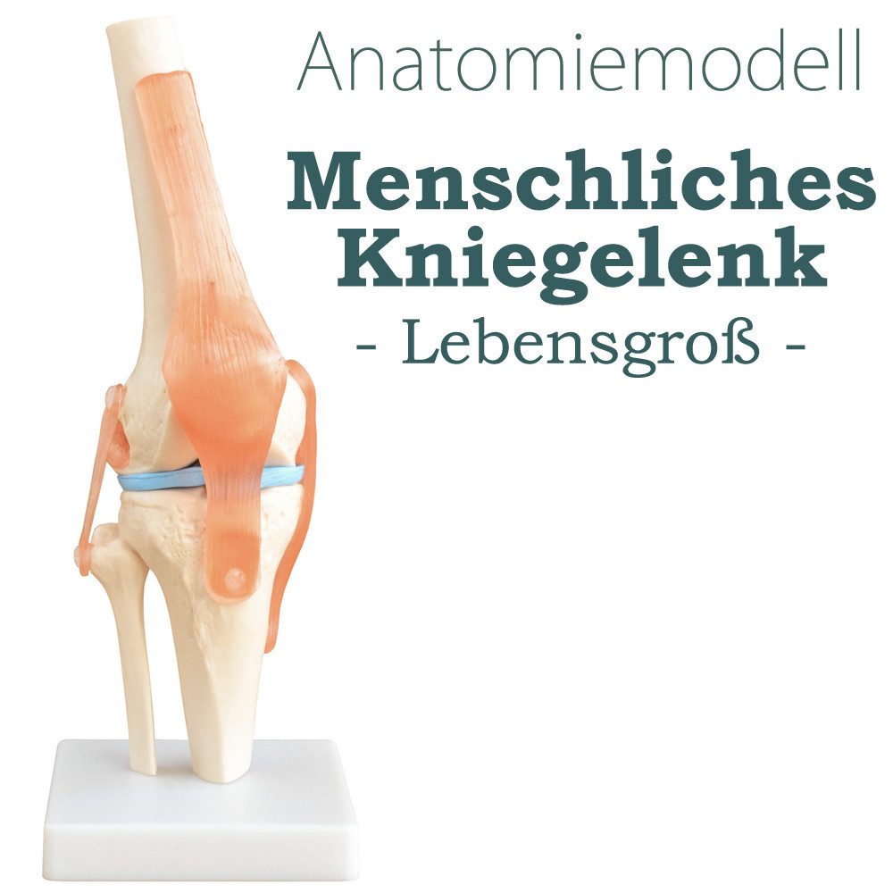MedMod Dekoobjekt Anatomie Skelett Modell Kniegelenk Lehrmodell Lebensgroß Knie – Bild 2 von 5