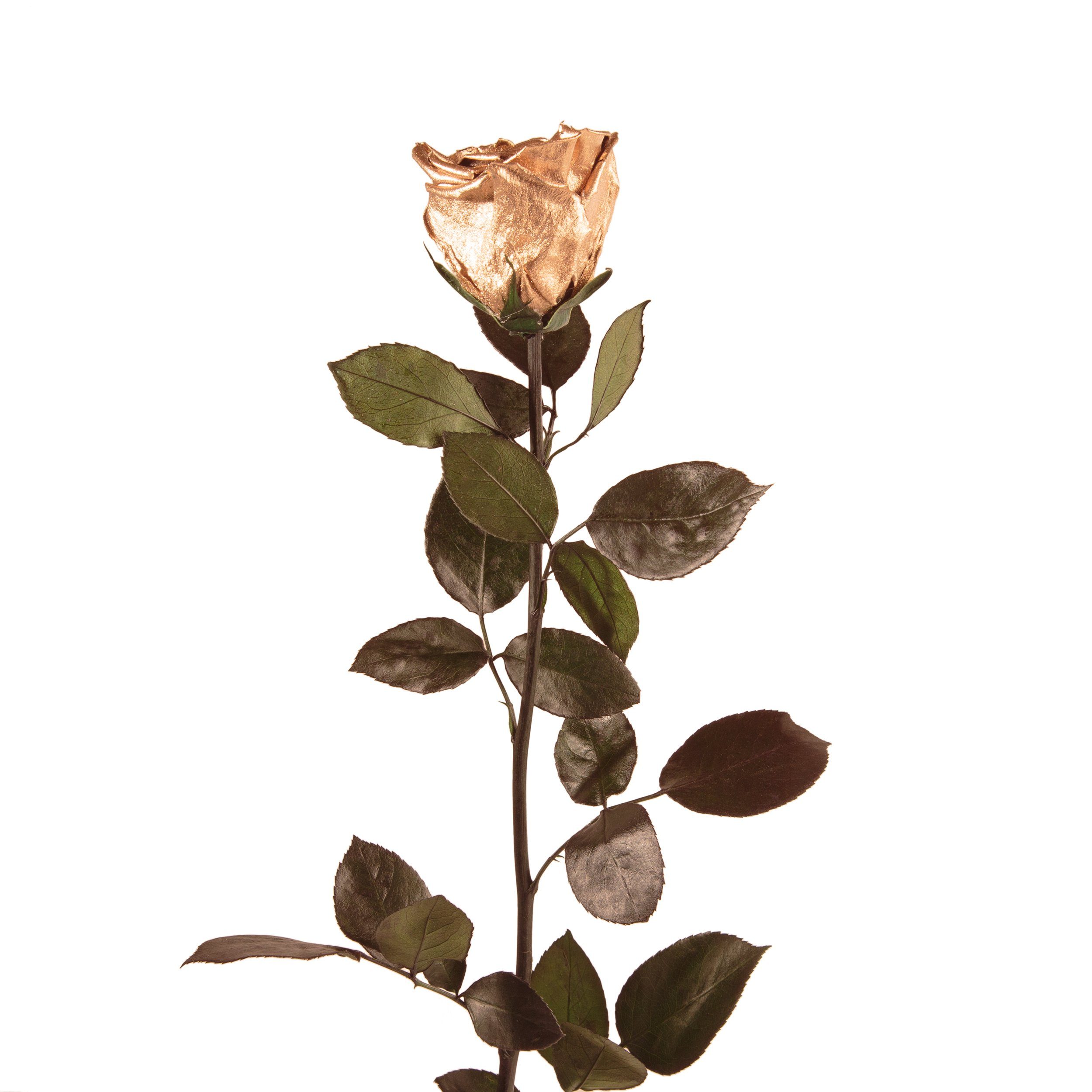 Kunstblume Ewige Rose konserviert mit Stiel echte haltbare Blume Rose, ROSEMARIE SCHULZ Heidelberg, Höhe 50 cm, Infinity Rose, Geschenk für Frauen, Valentinstag, Made in Germany