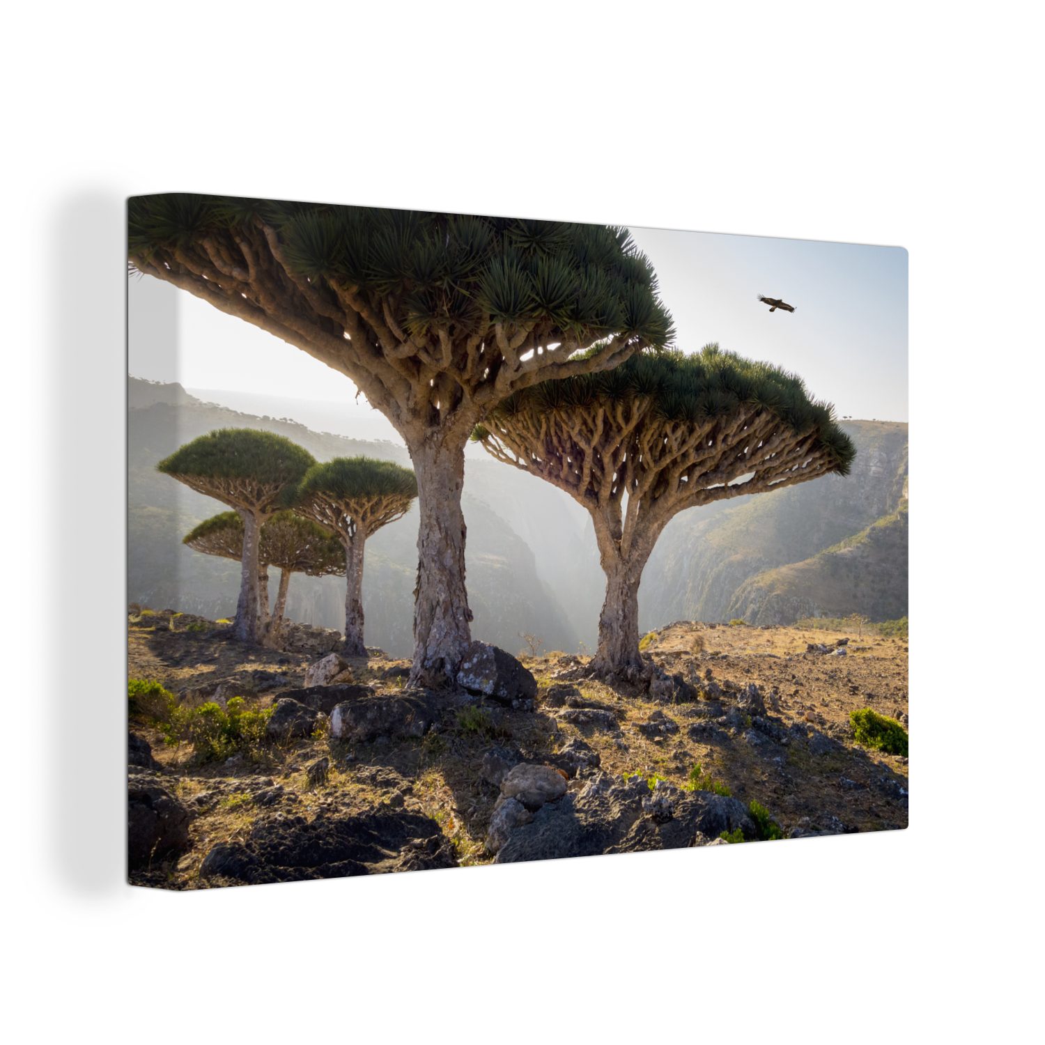 OneMillionCanvasses® Leinwandbild Drachenbaum in felsiger Landschaft im Jemen, (1 St), Wandbild Leinwandbilder, Aufhängefertig, Wanddeko, 30x20 cm