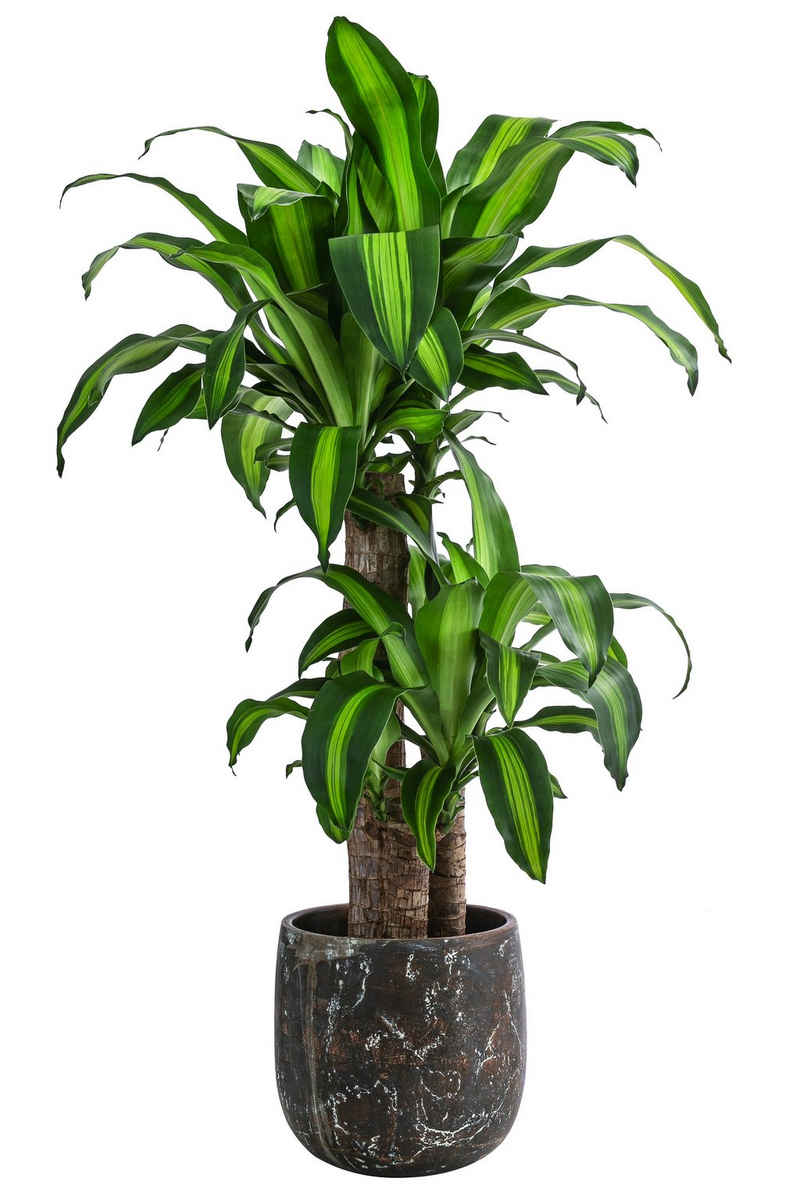 Dehner Übertopf Keramik bepflanzt mit Drachenbaum, Ø Topf 21 cm, Dracaena fragrans Massangeana im Übertopf, dreitriebig, Höhe 100 cm