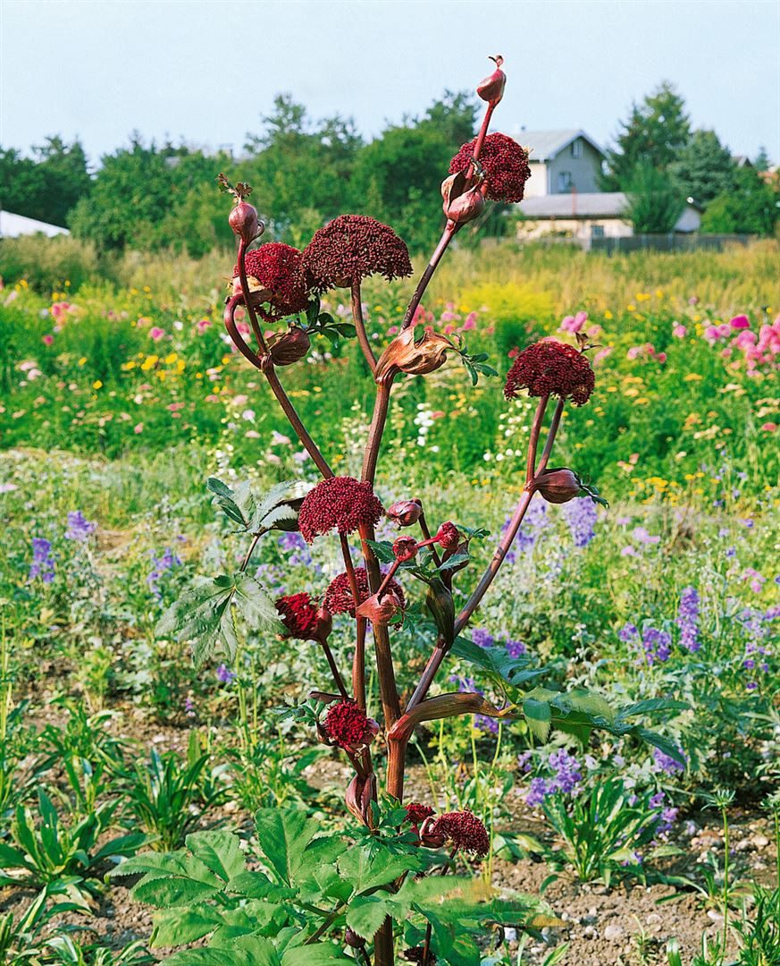 Pflanzen für Dich Staude Angelica archangelica, 1 St., Engelwurz, Erzengelwurz