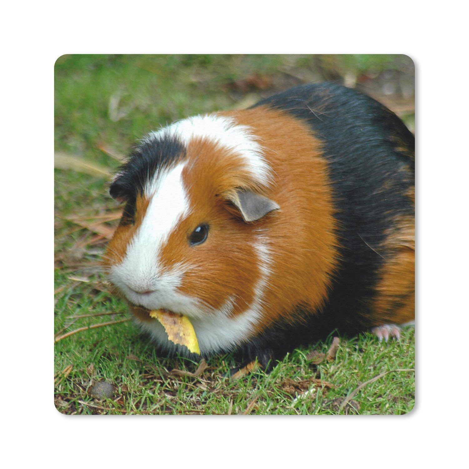 MuchoWow Mauspad Meerschweinchen draußen (1-St), Mousepad, Schreibtisch Zubehör, Deko, 20x20 cm